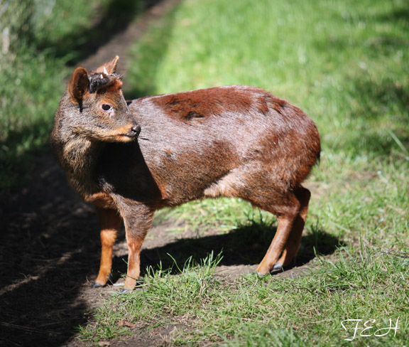 southern pudu