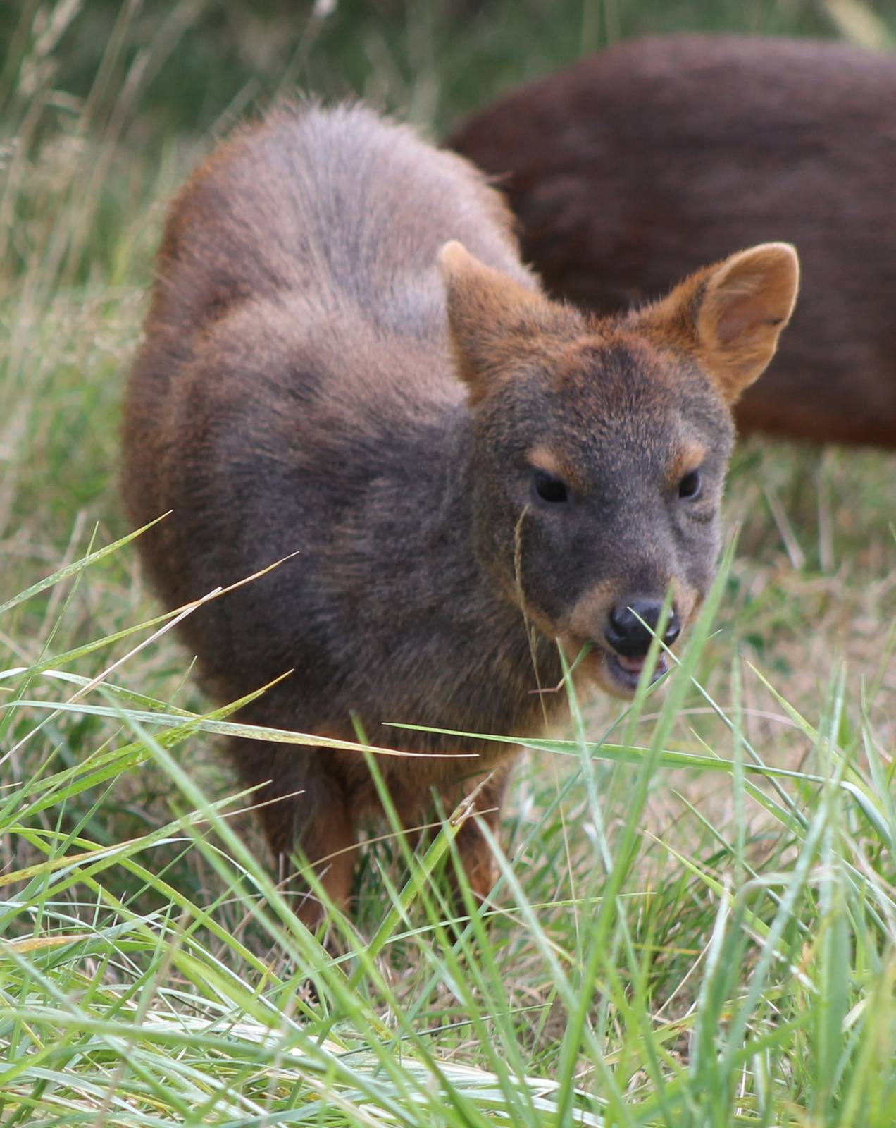 Southern pudu