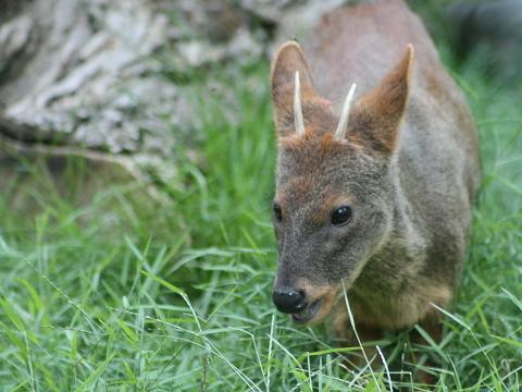 Southern Pudu