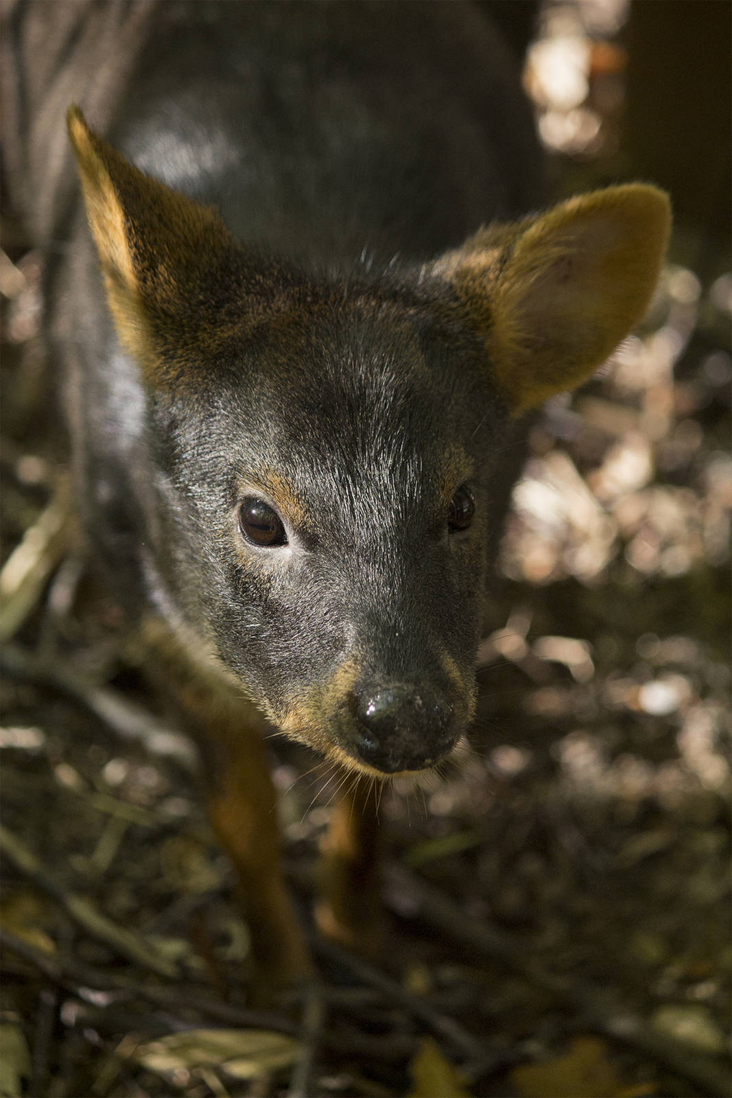 Southern Pudu