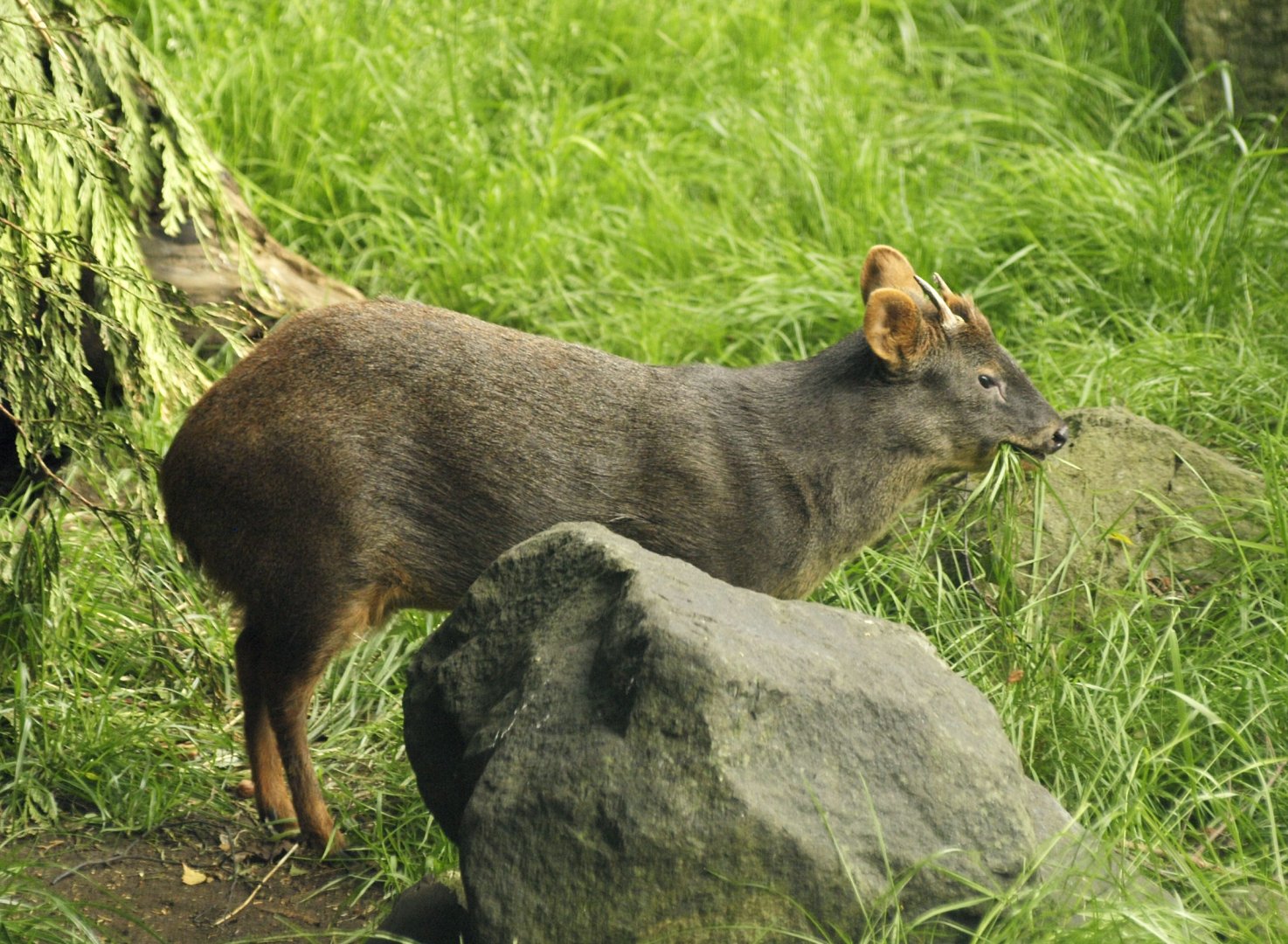 Southern pudu