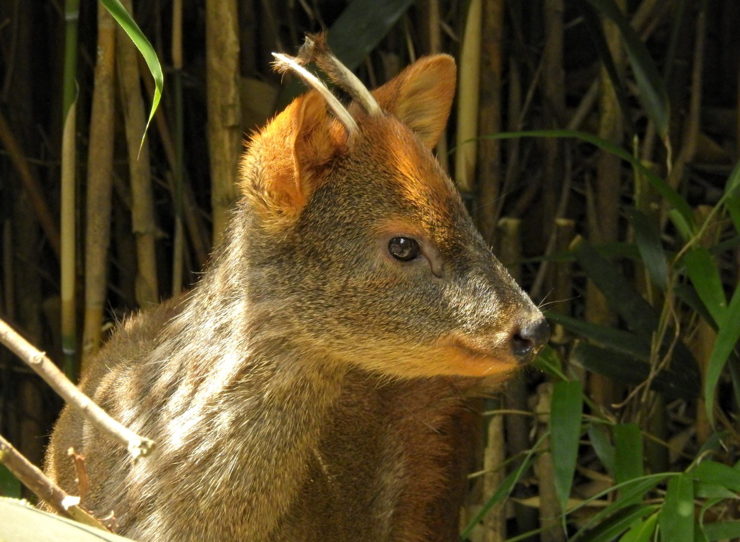 Southern Pudu