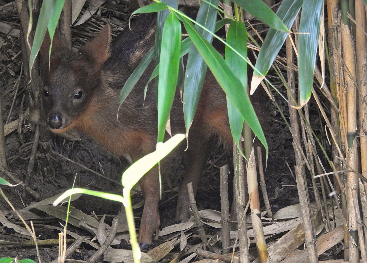 Southern Pudu