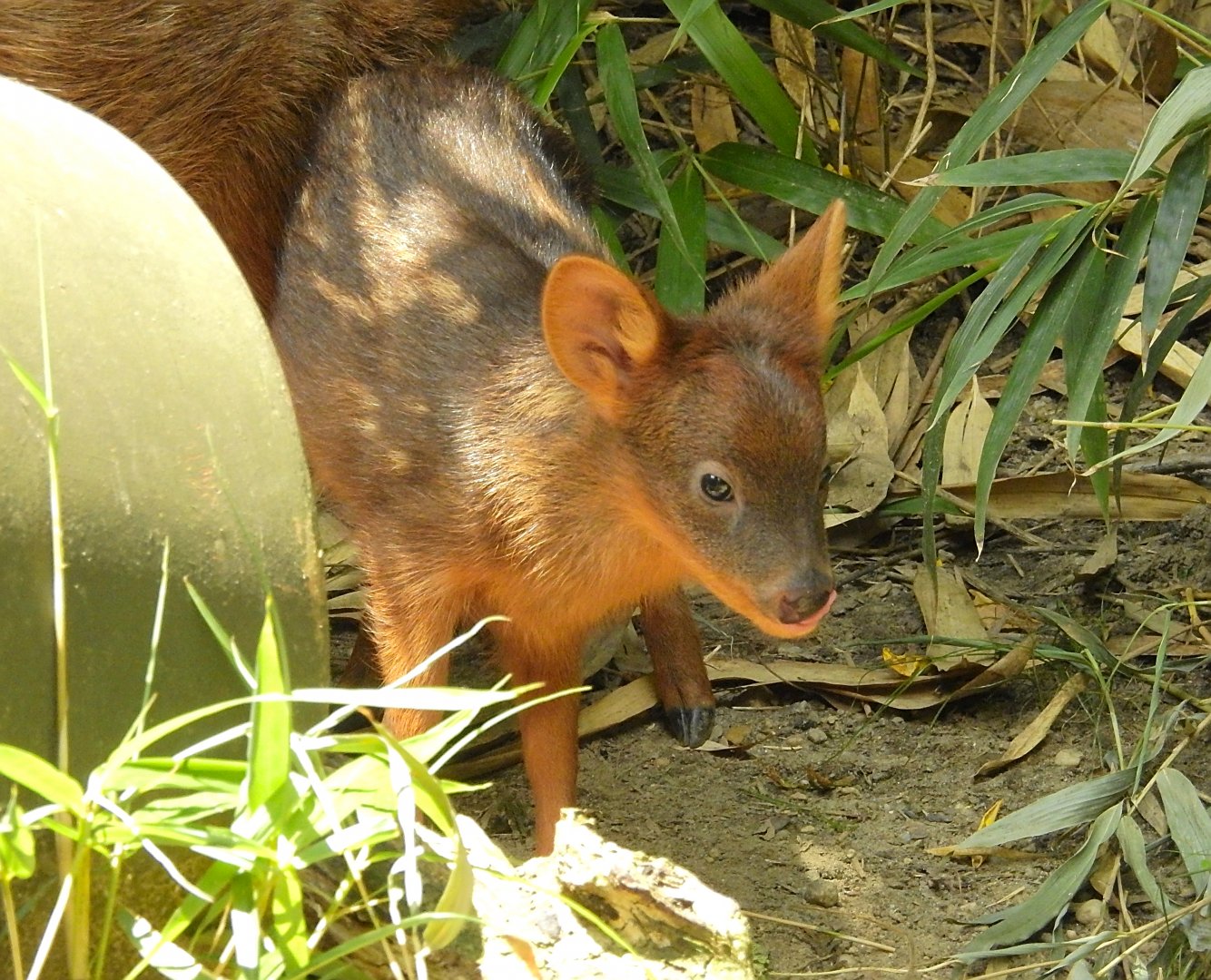 Southern Pudu