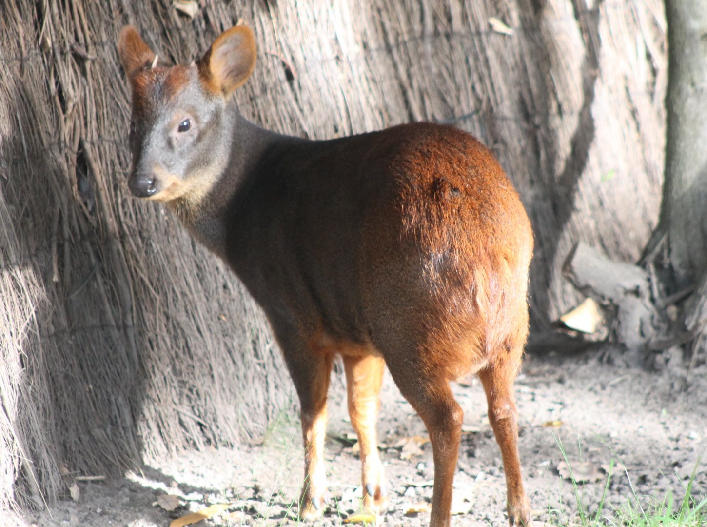 Southern pudu