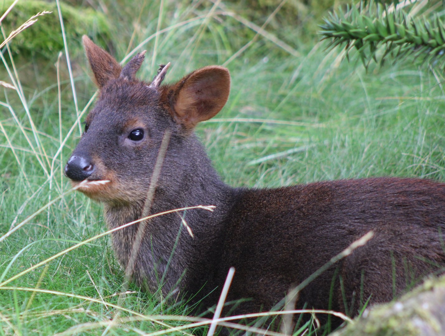 Southern pudu