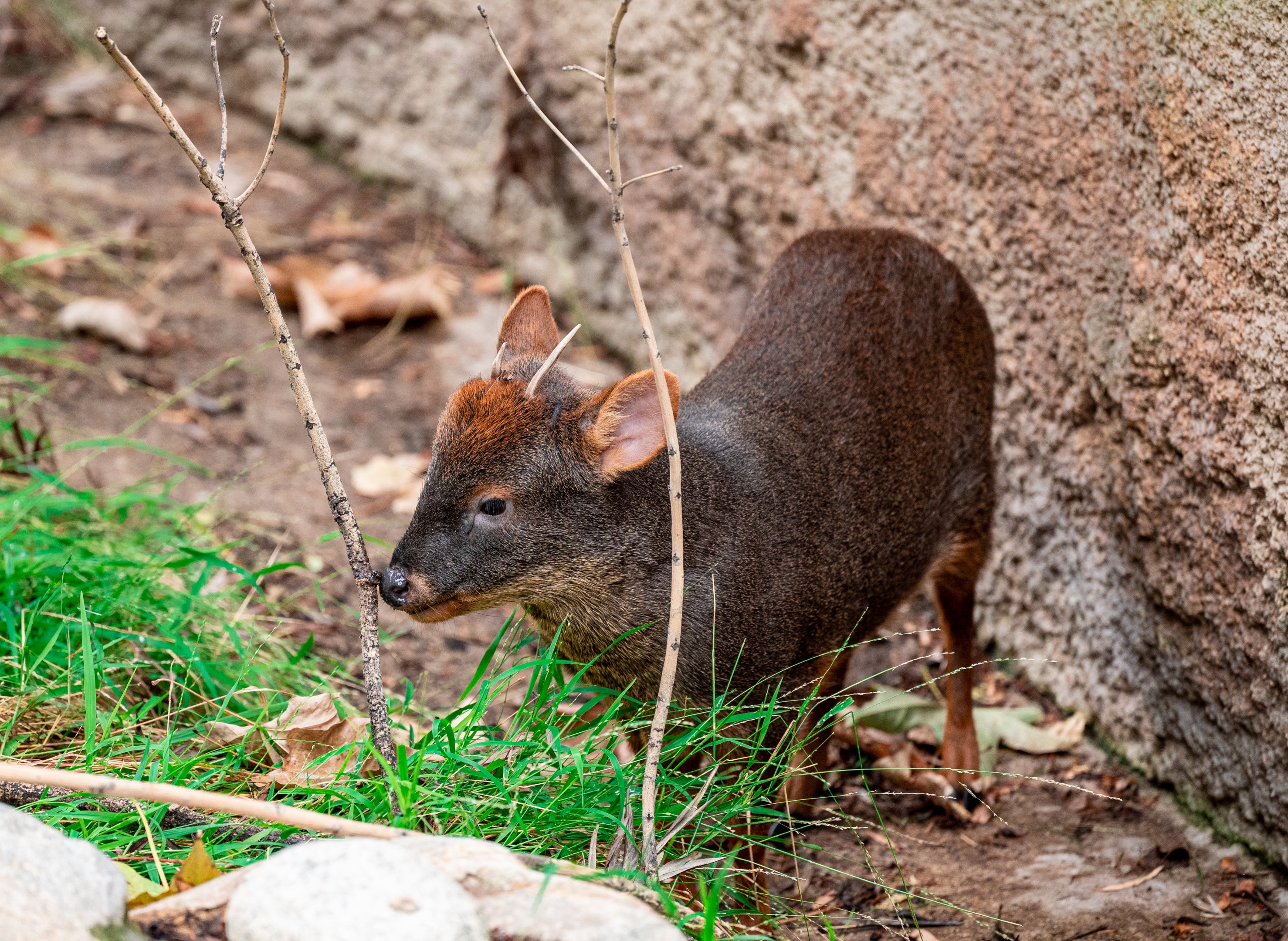 Southern Pudu