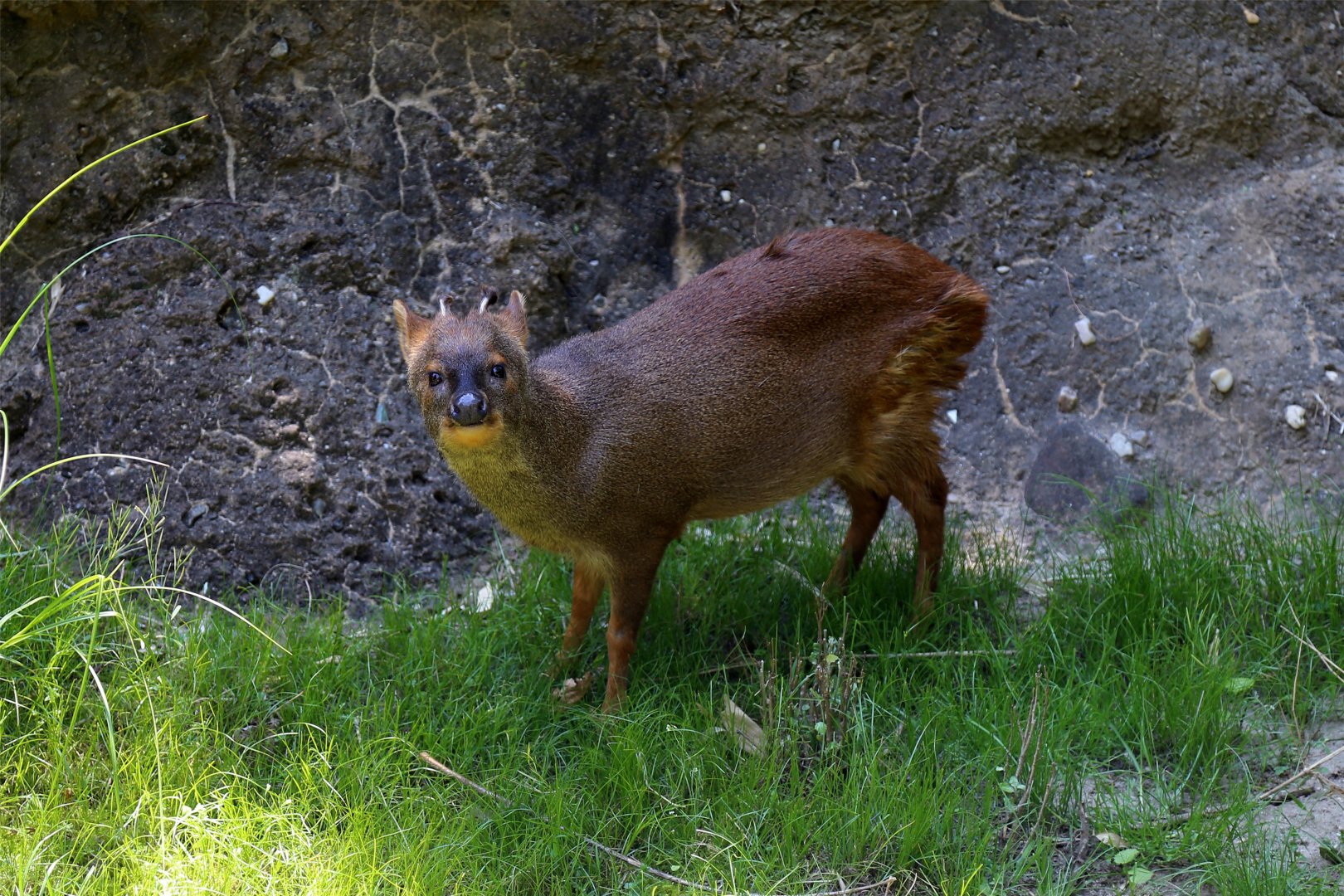 Southern Pudu