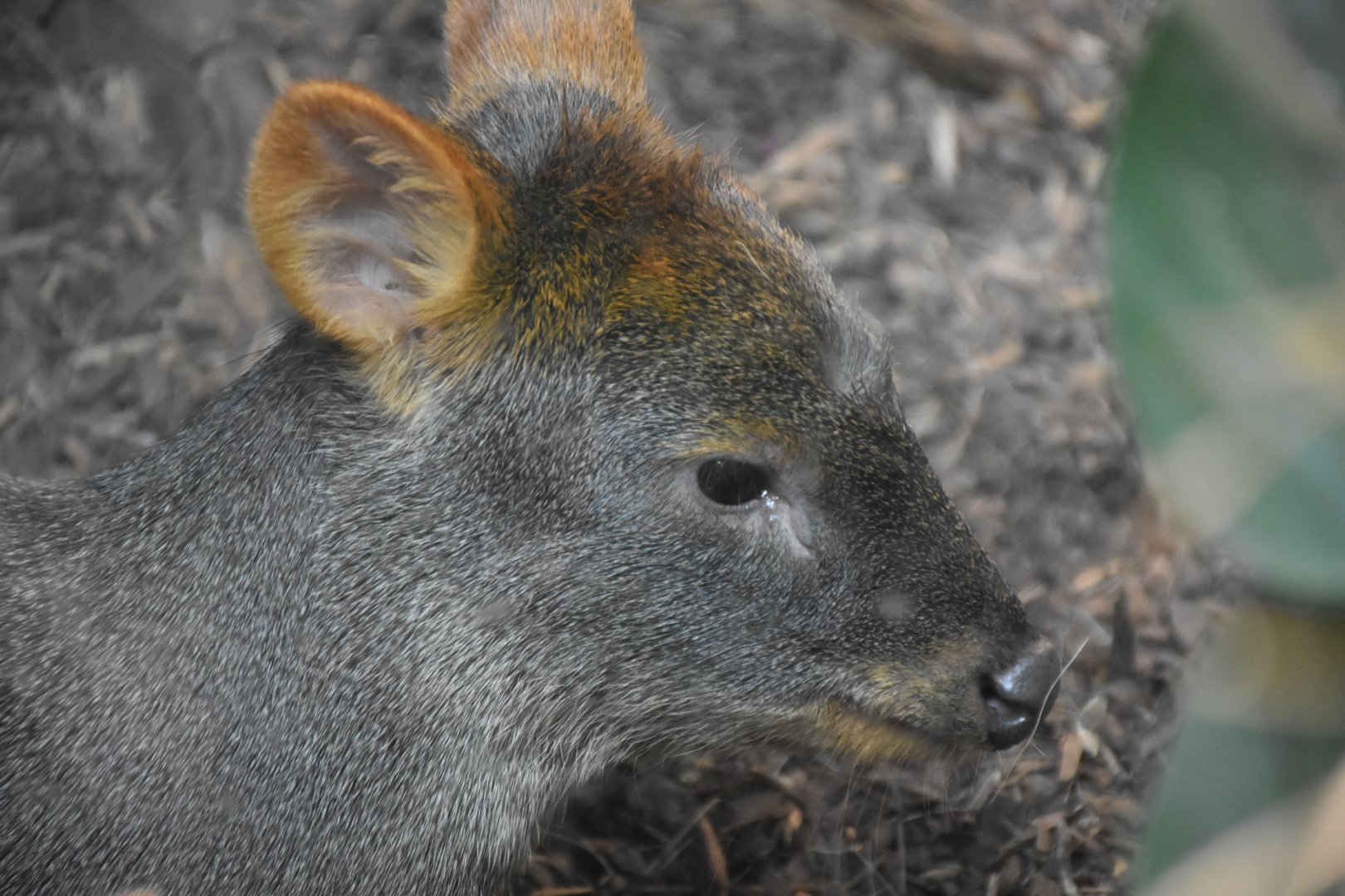 Southern pudu