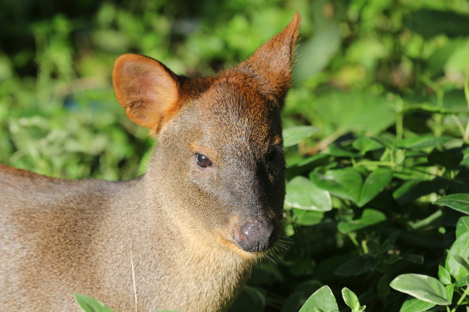 Southern Pudu