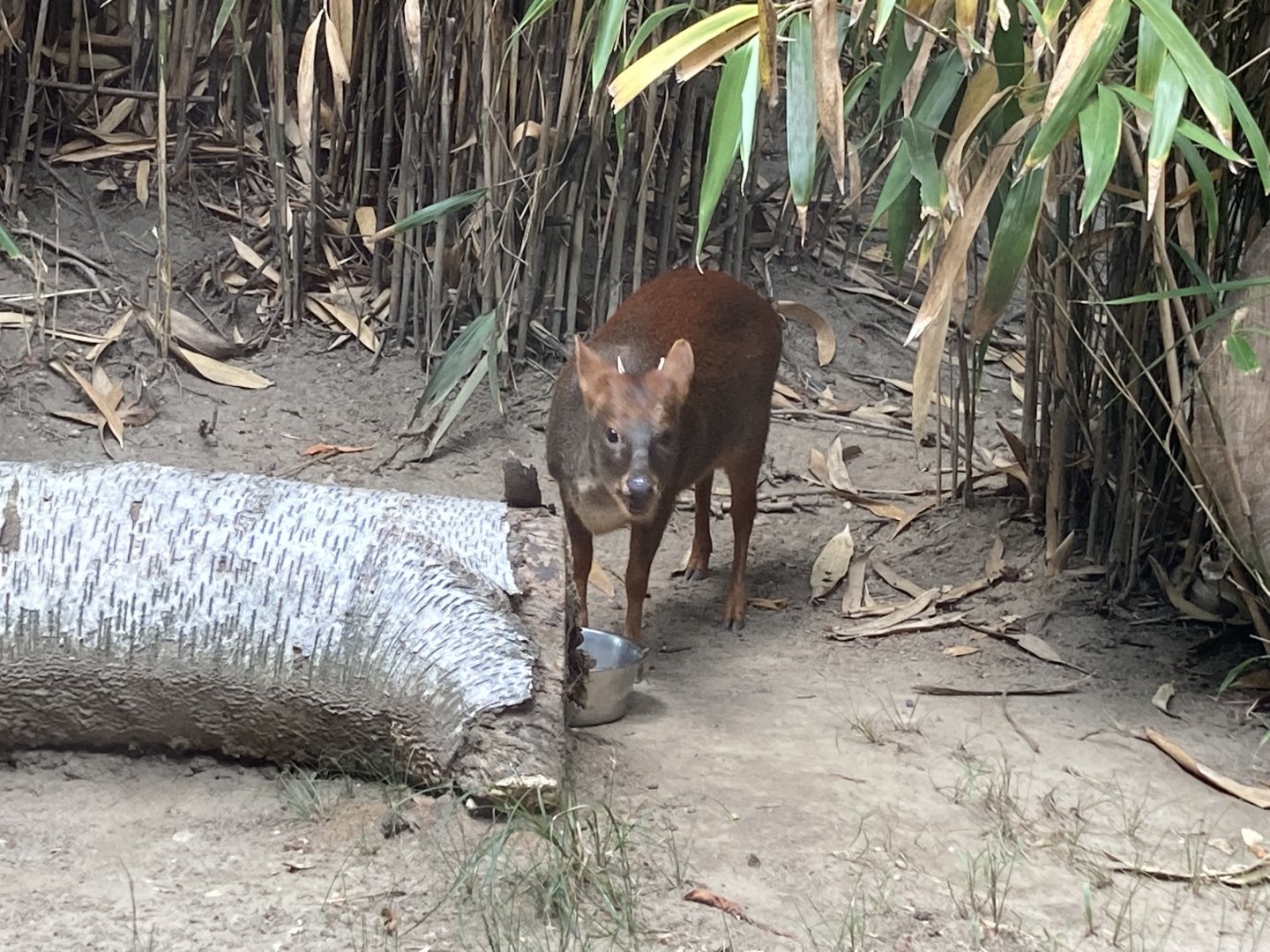 Southern Pudu