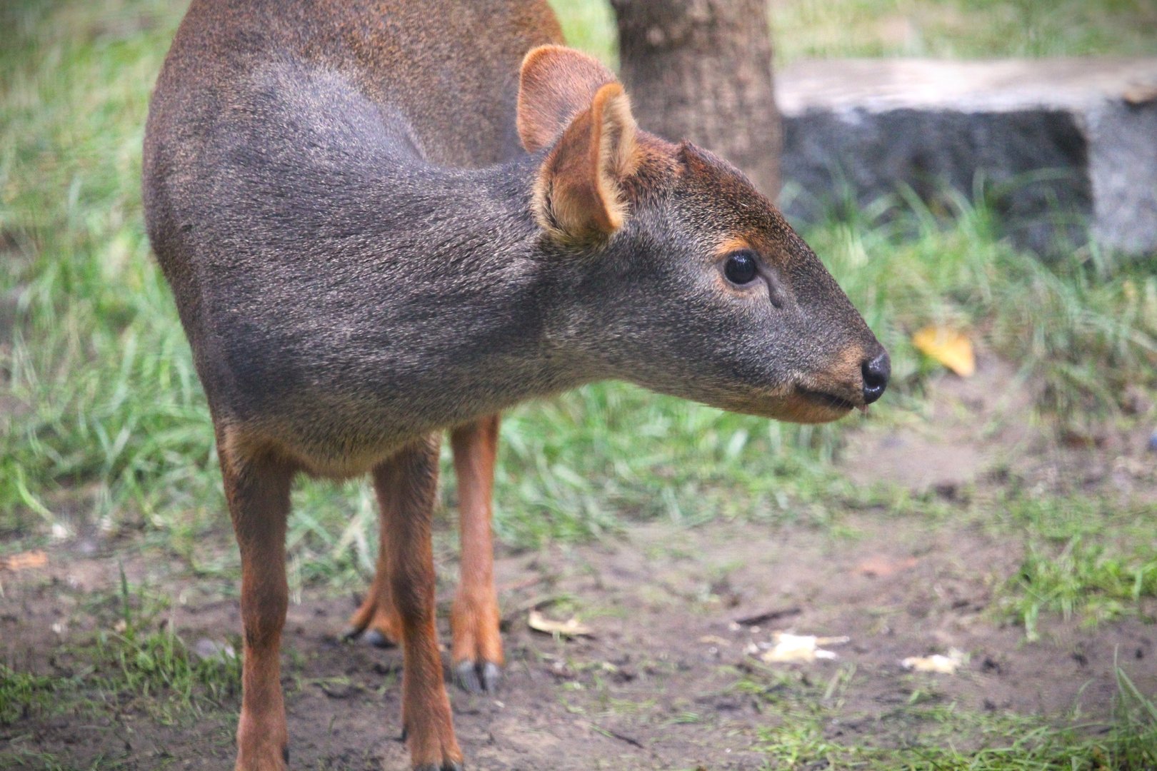 Southern Pudu