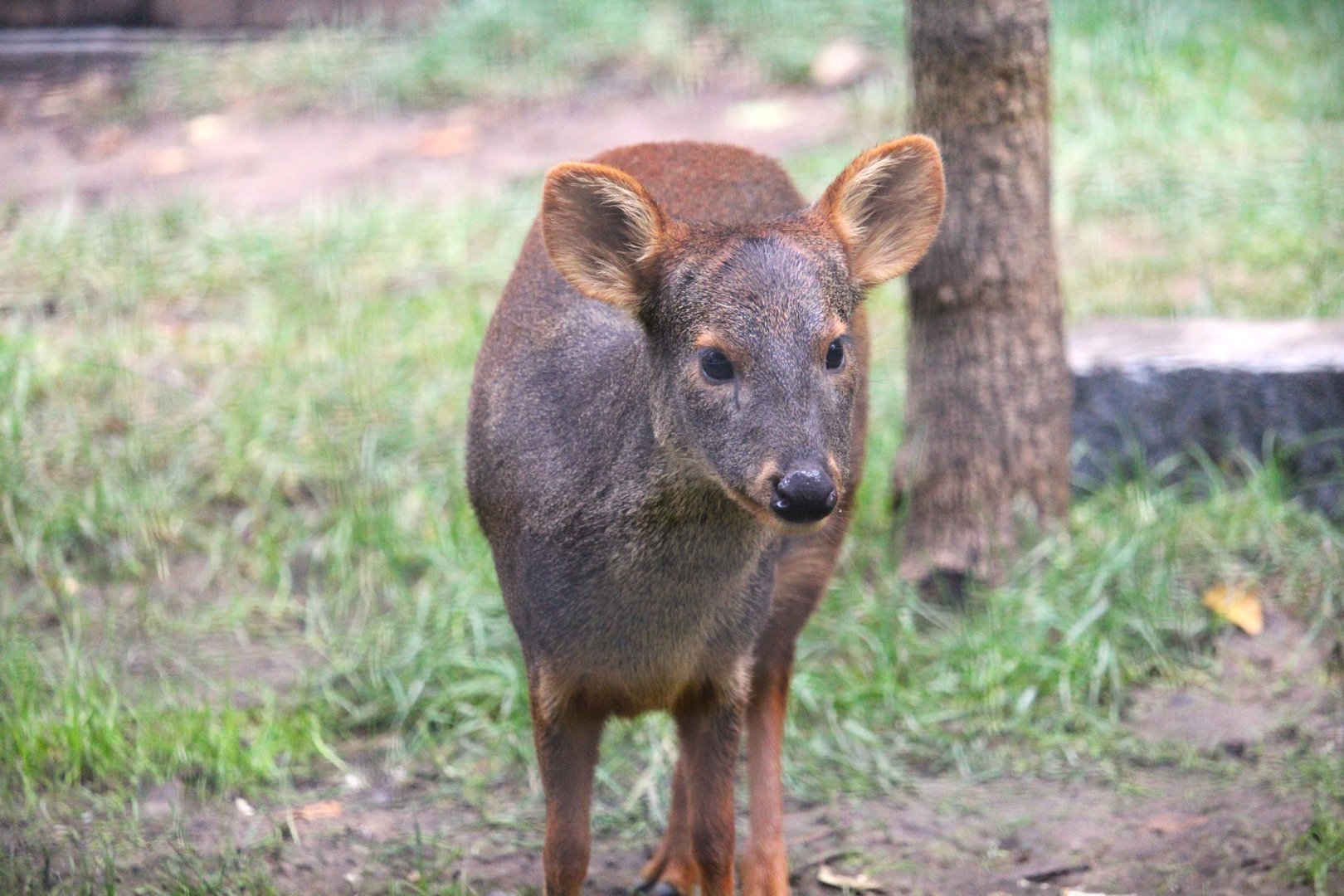 Southern Pudu