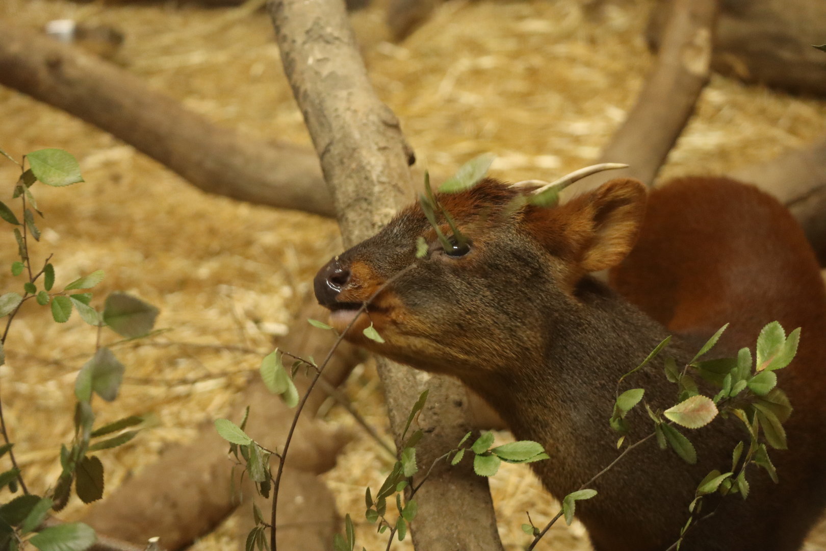 Southern Pudu