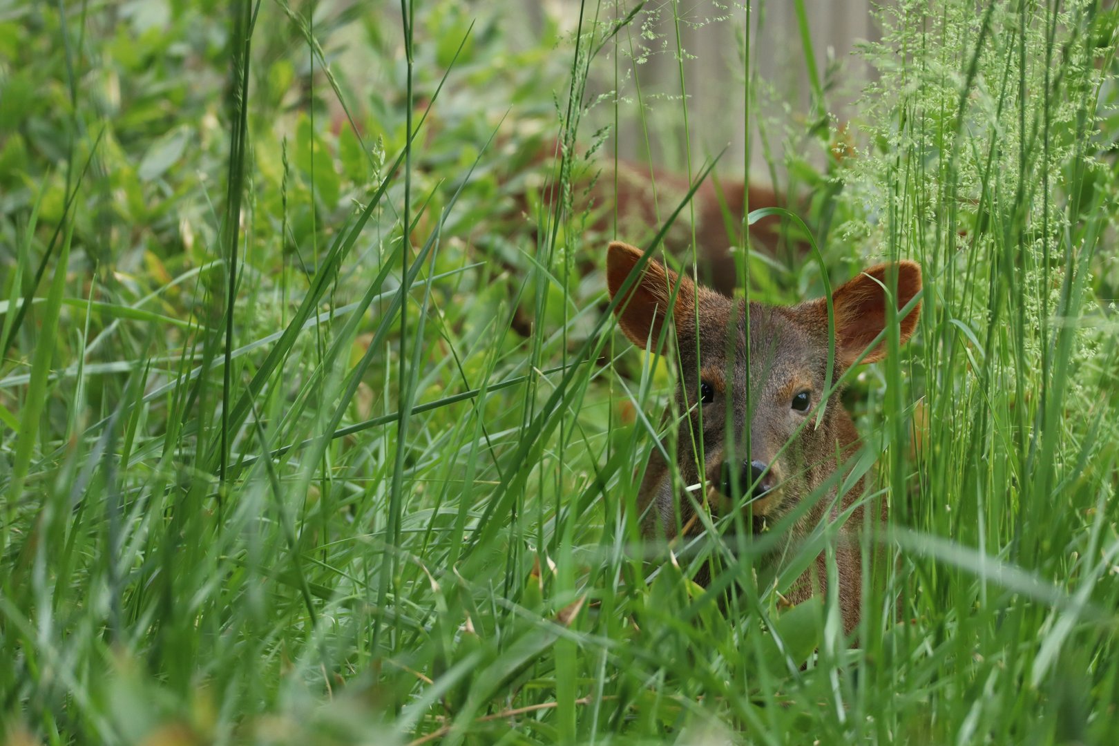 Southern pudu