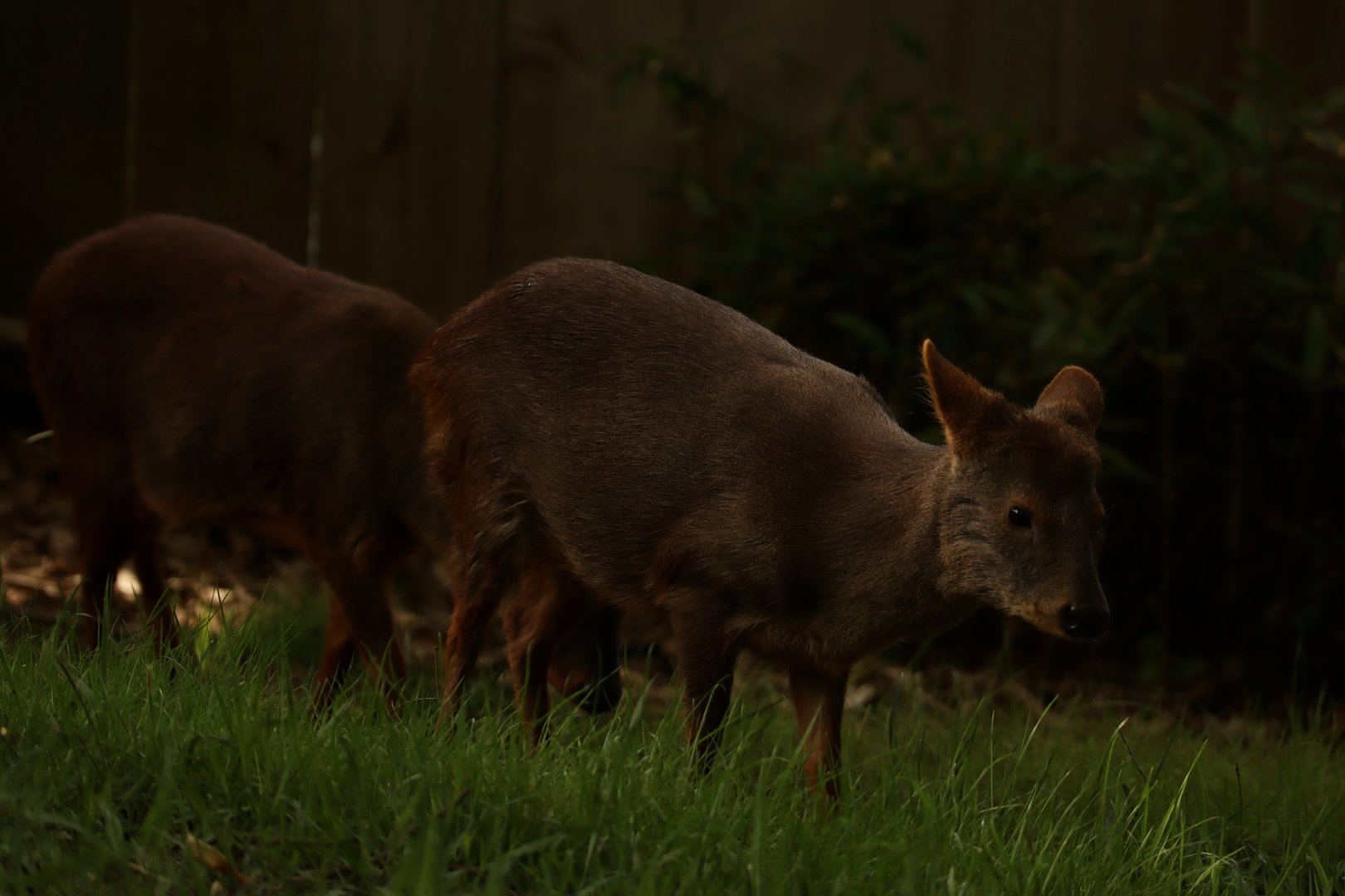 Southern pudu