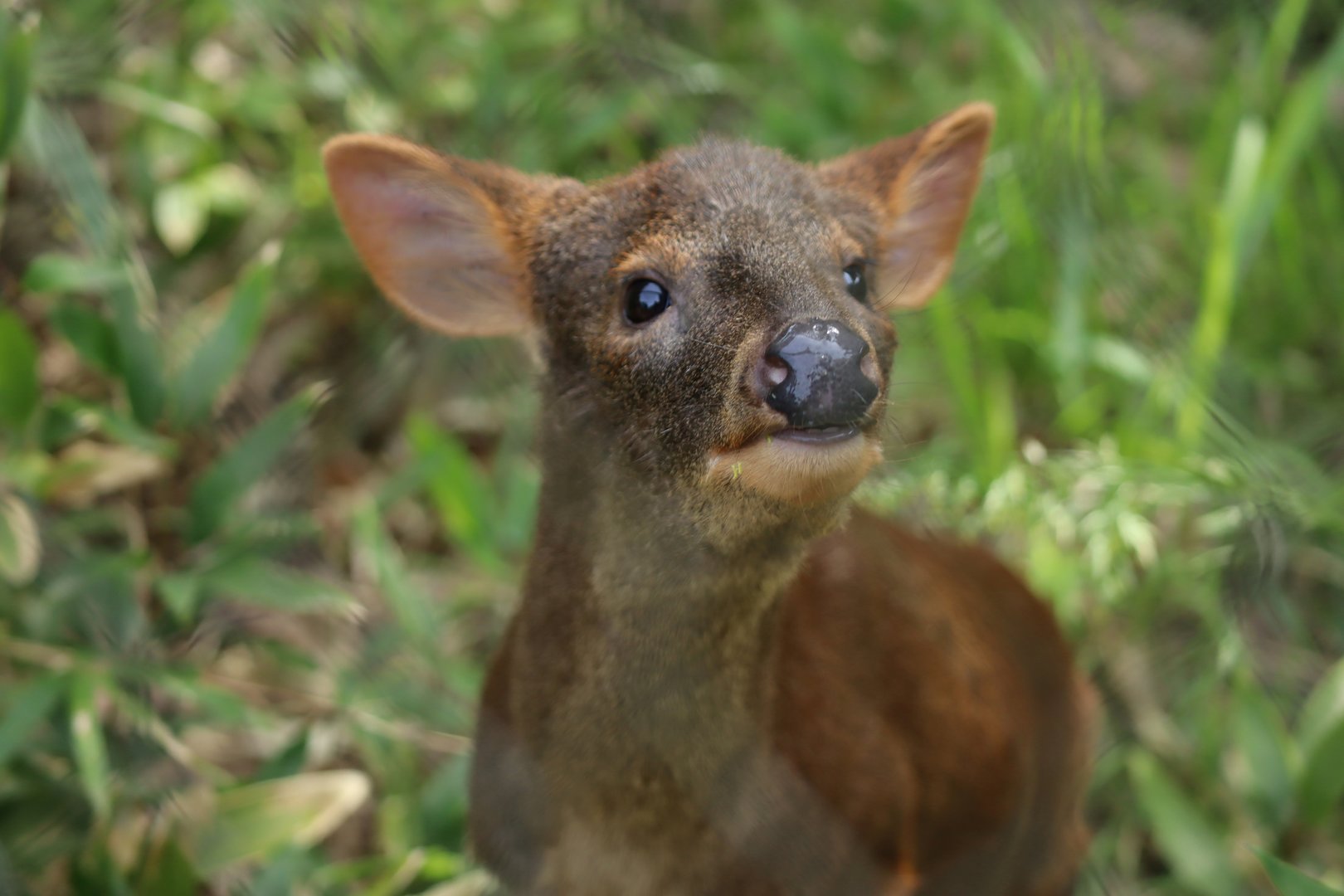 Southern pudu