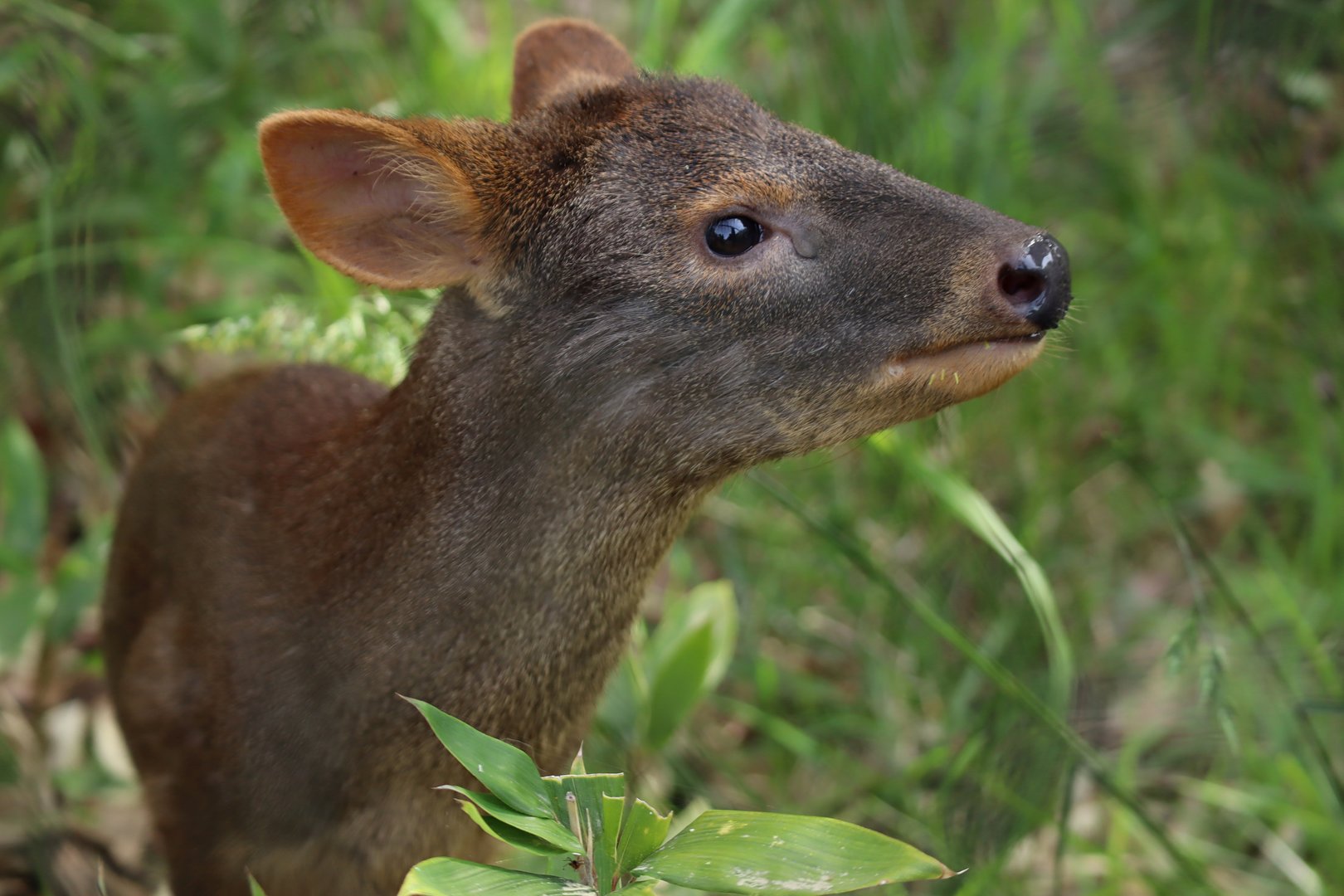 Southern pudu