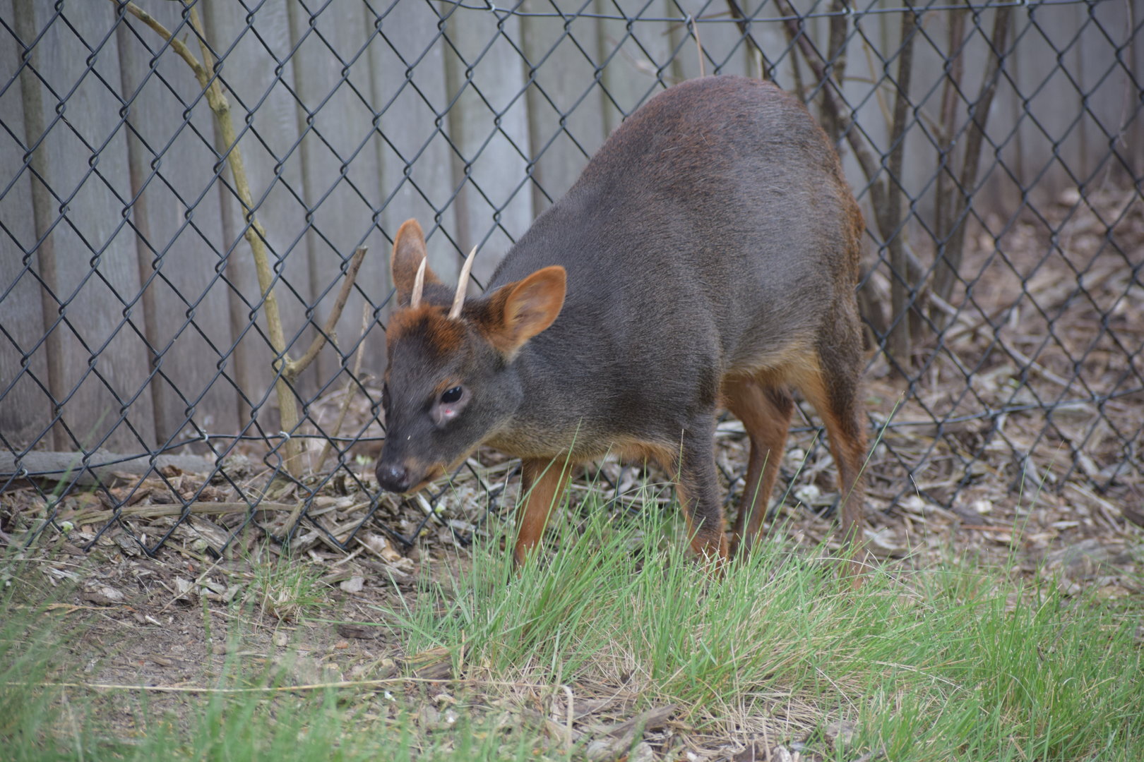 Southern pudu