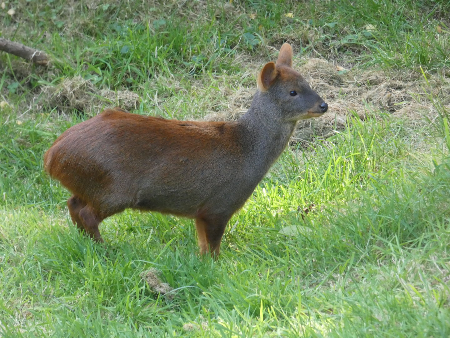 Southern pudu