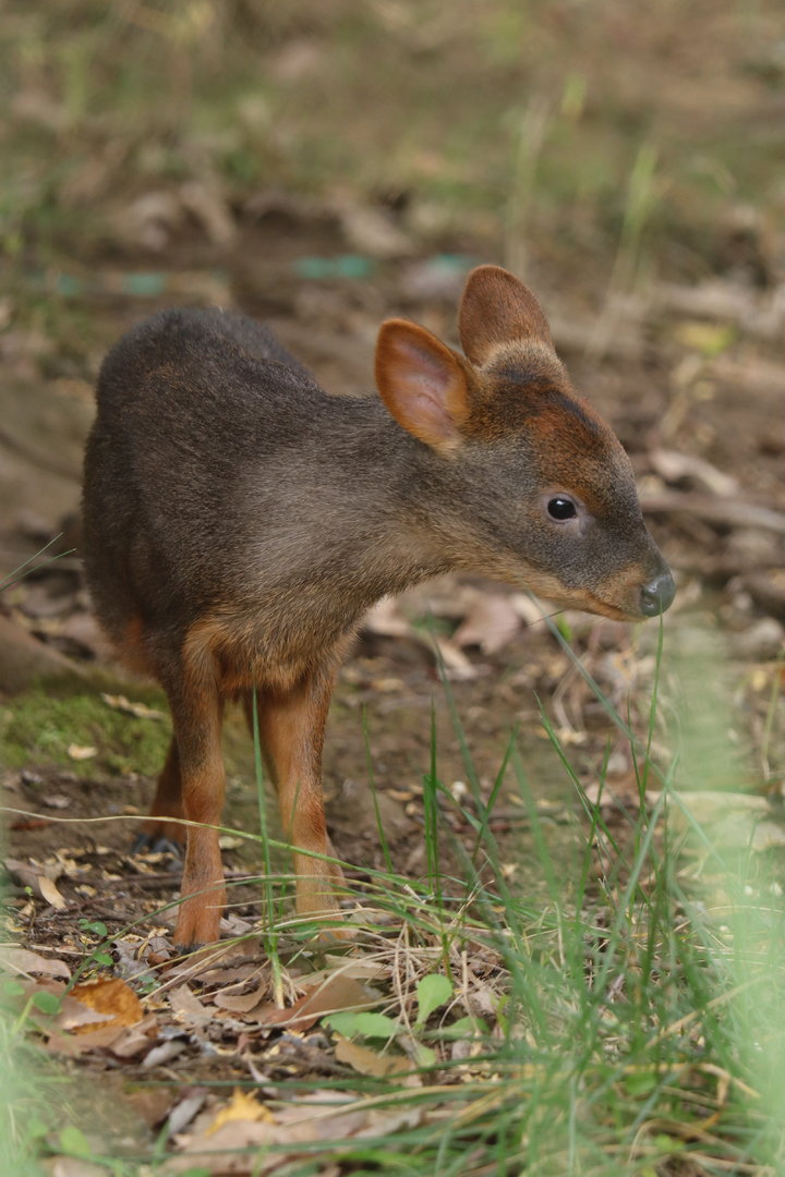 Southern pudu