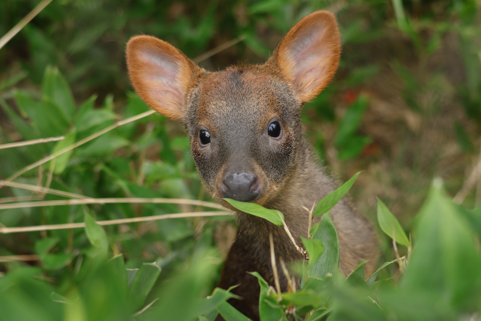 Southern pudu