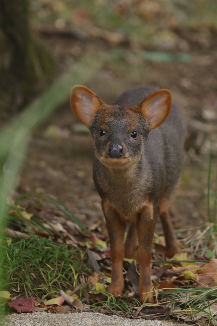 Southern pudu
