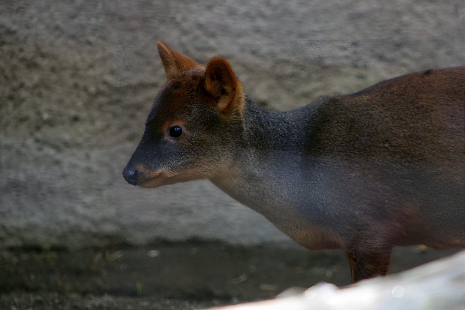 Southern Pudu
