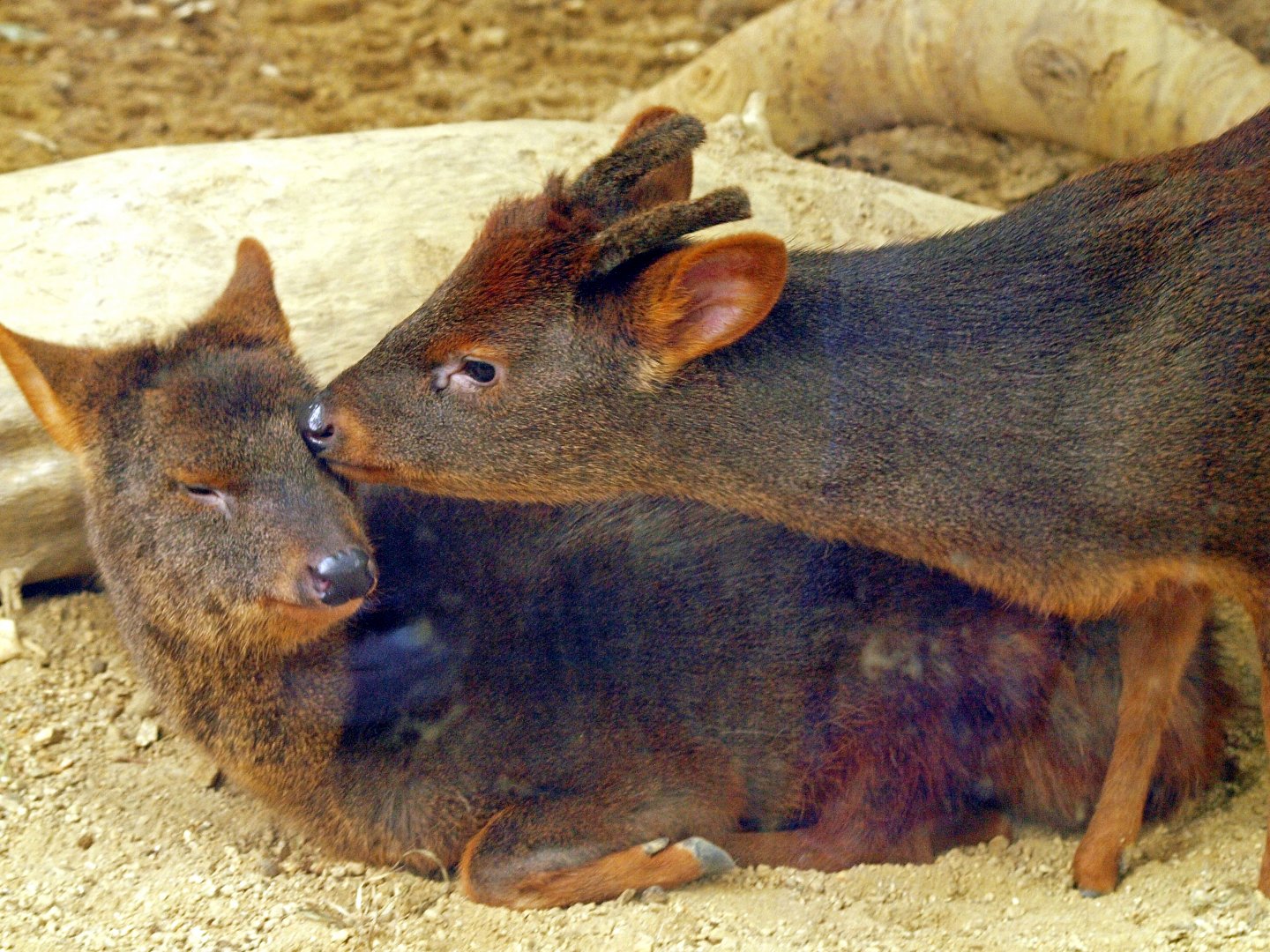 Southern pudu