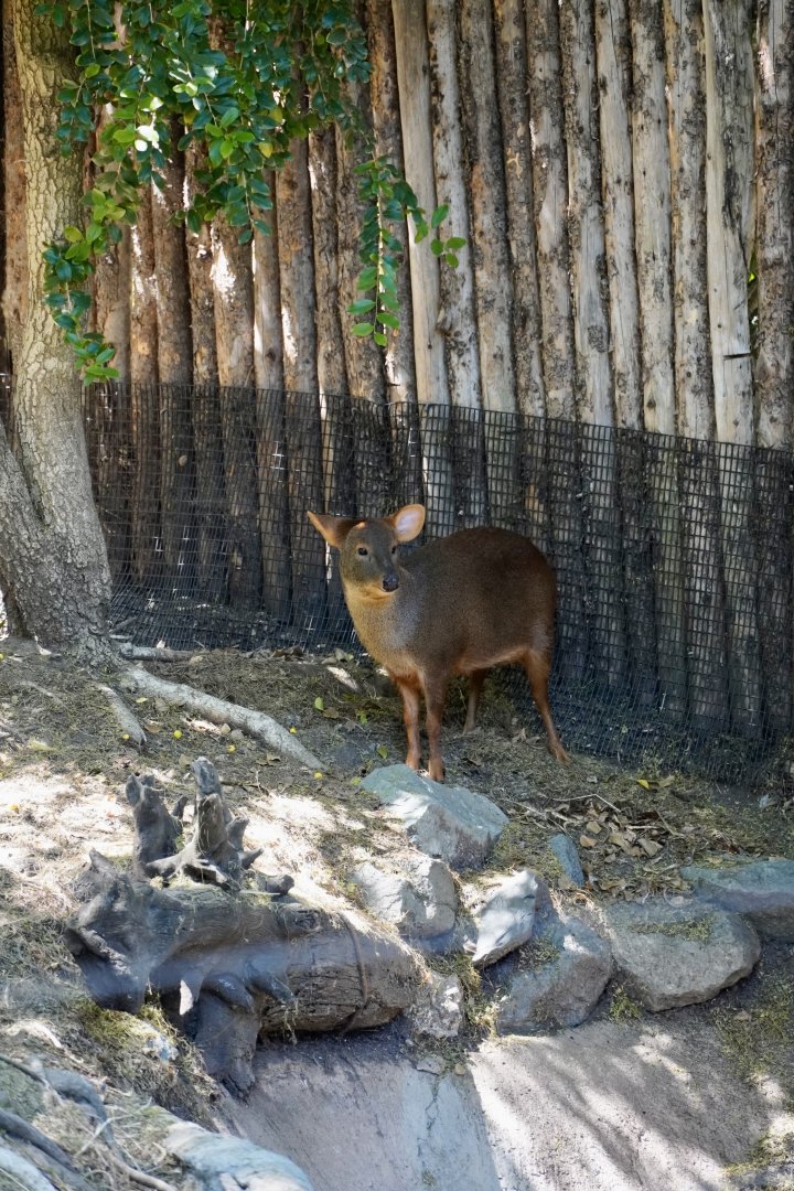 Southern Pudu