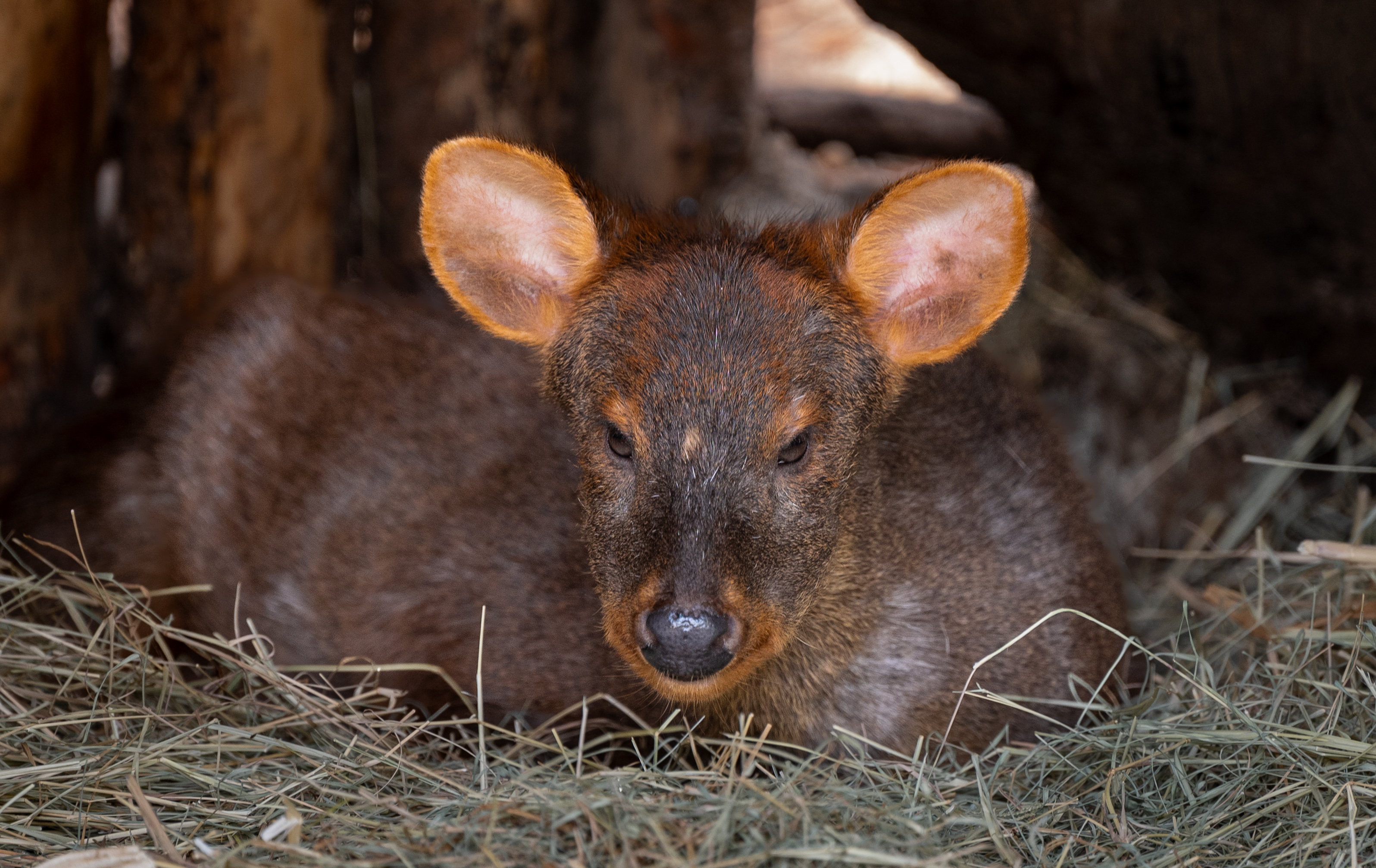 Southern Pudu