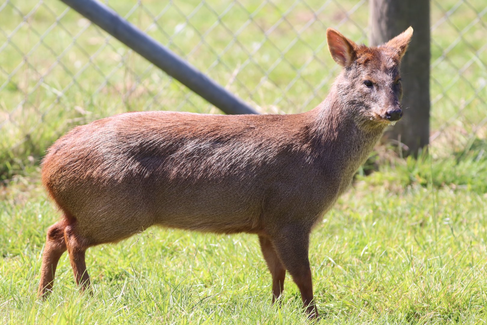 Southern Pudu