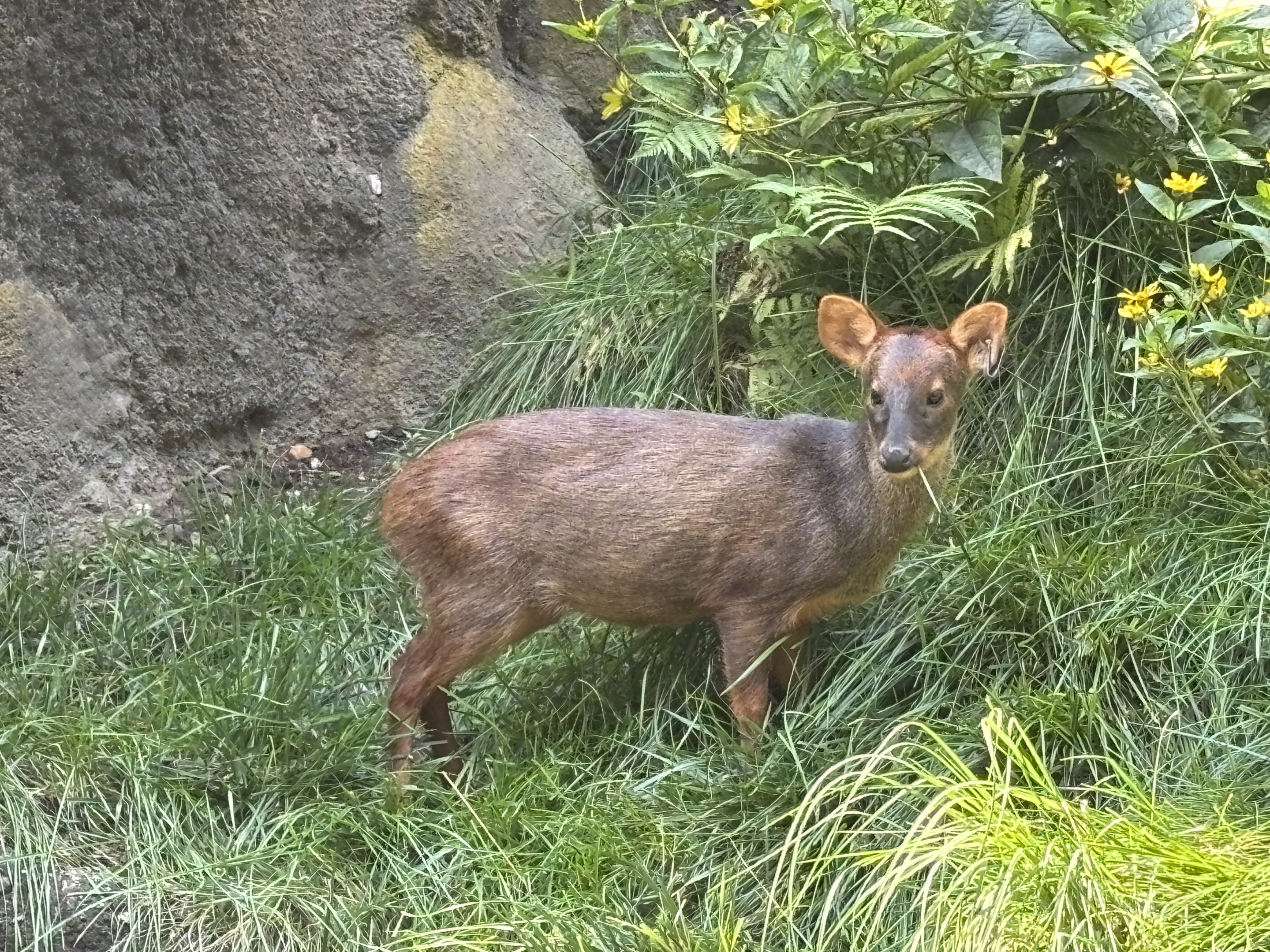 Southern Pudu