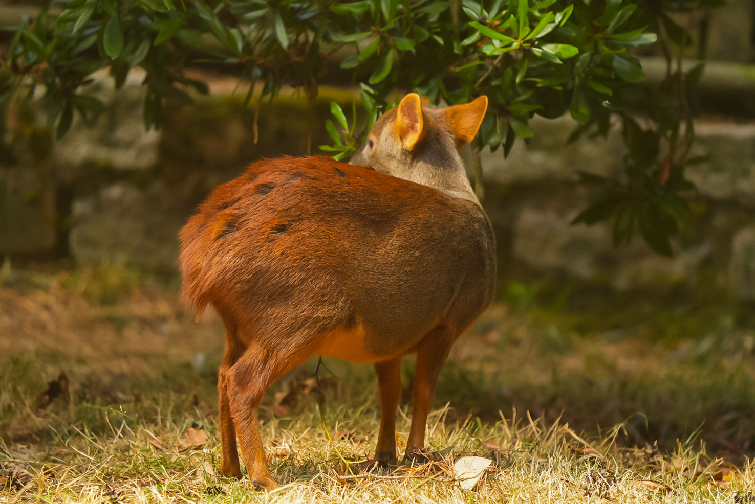 Southern Pudu