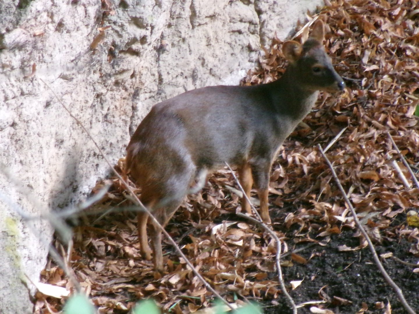 Southern pudu