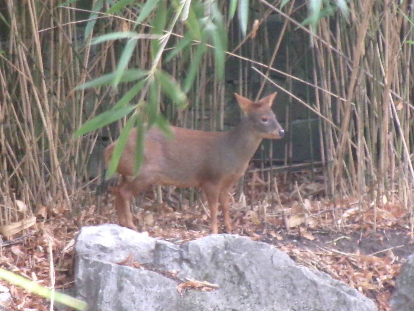 Southern pudu