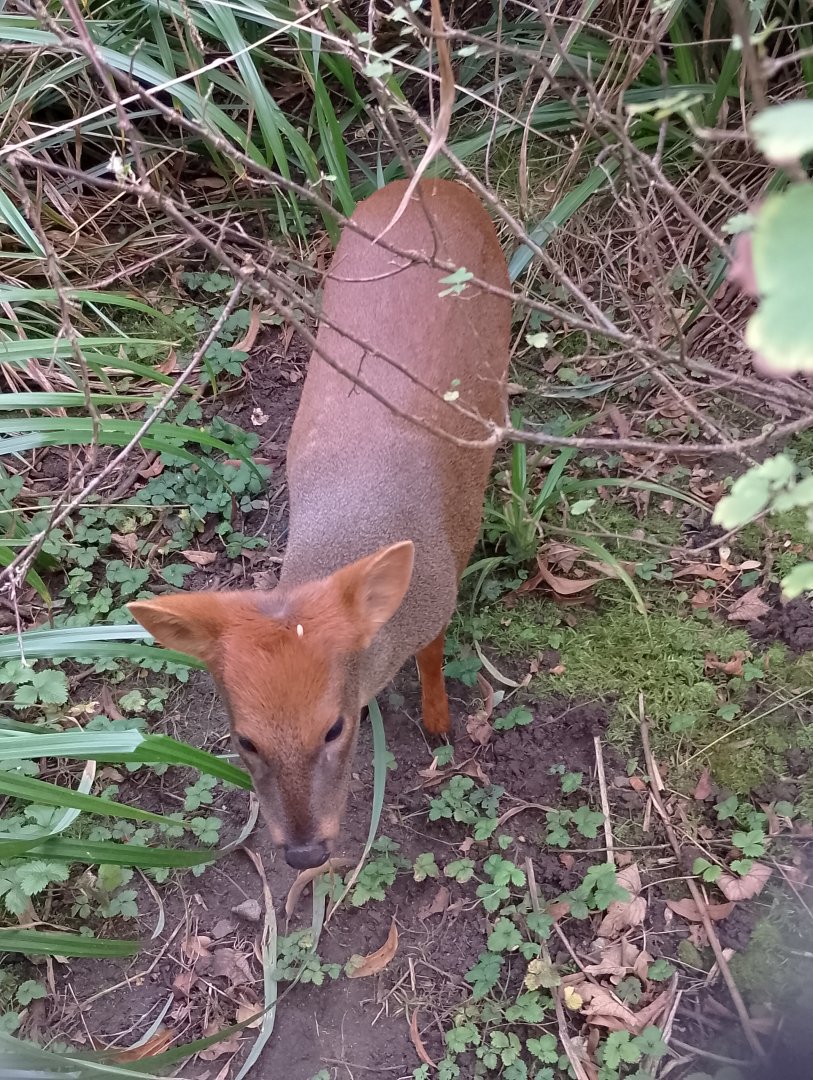 Southern pudu