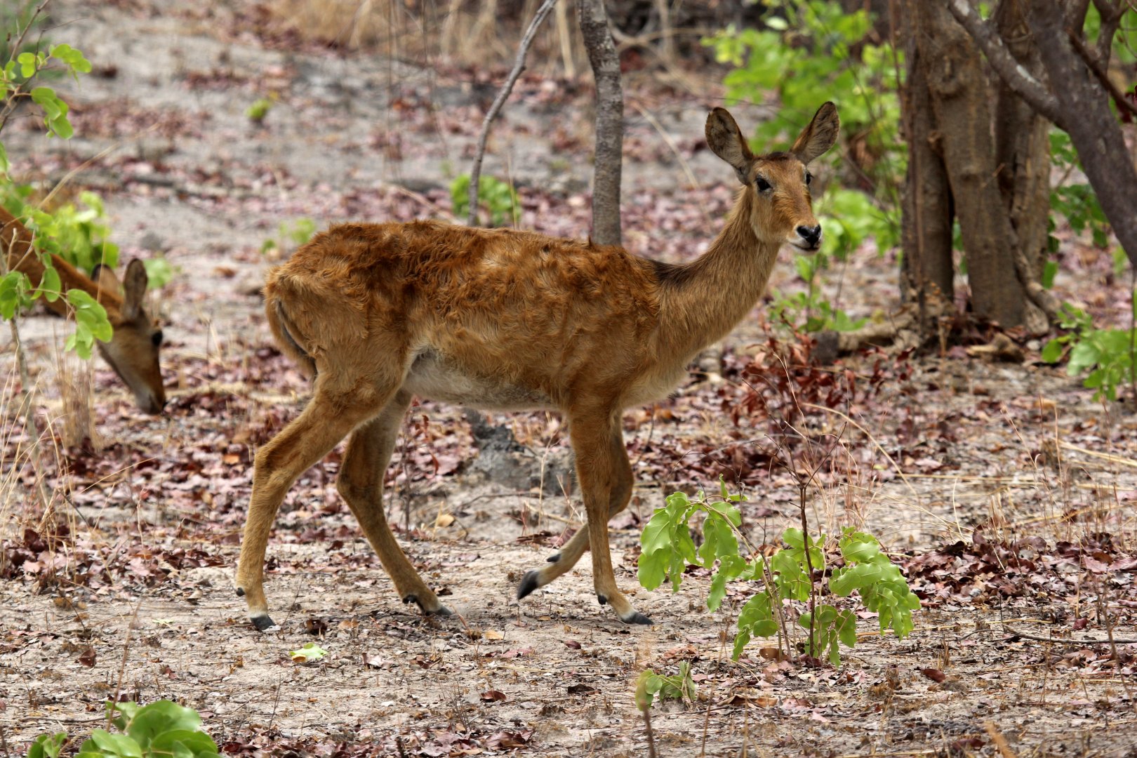 southern puku (Kobus vardonii vardonii)