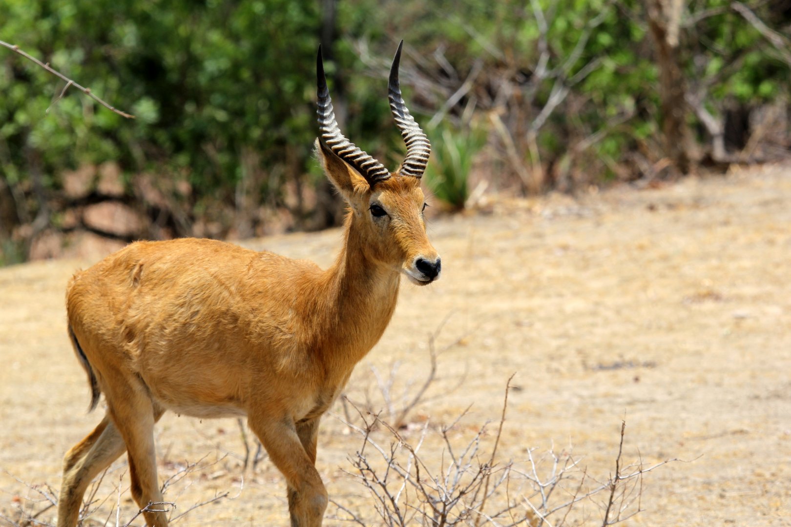 southern puku (Kobus vardonii vardonii)