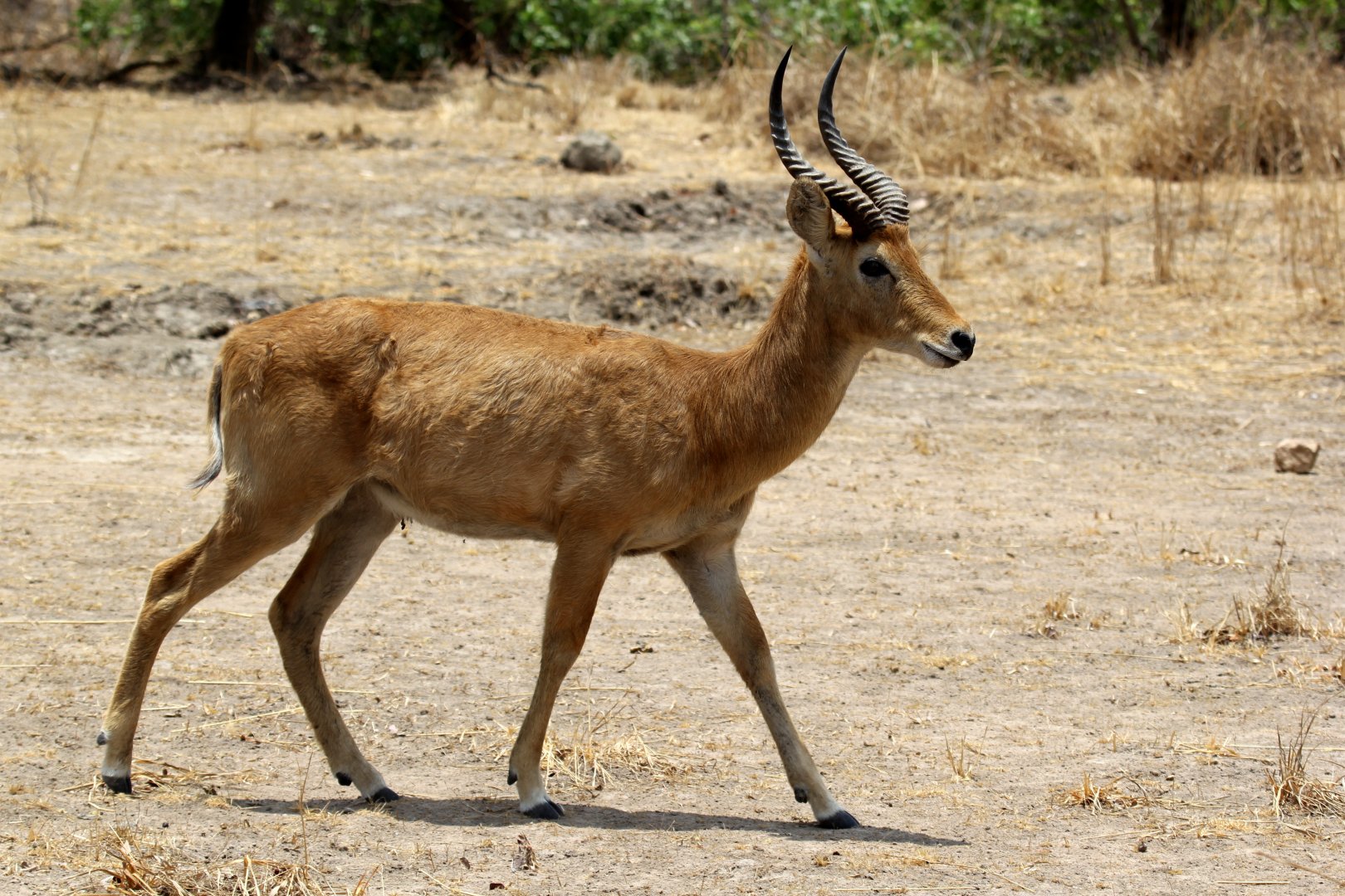 southern puku (Kobus vardonii vardonii)