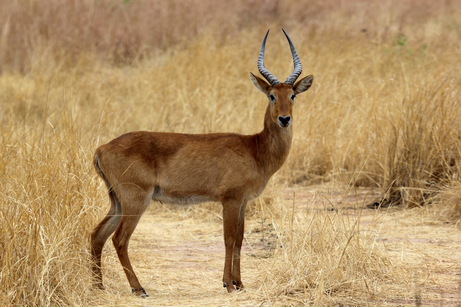 southern puku (Kobus vardonii vardonii)