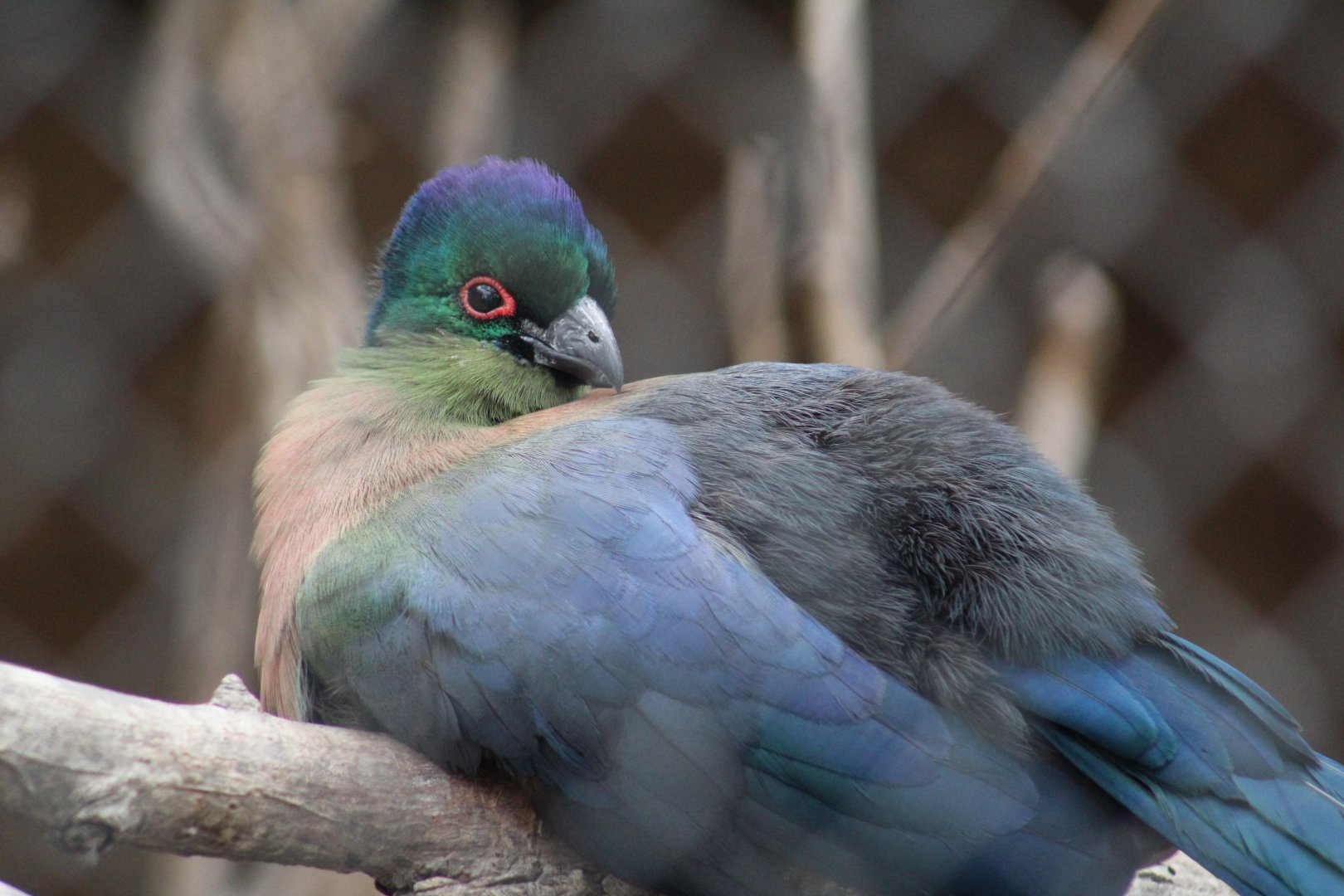 Southern Purple-Crested Turaco
