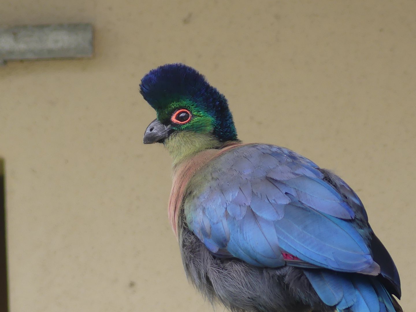 Southern Purple Crested Turaco