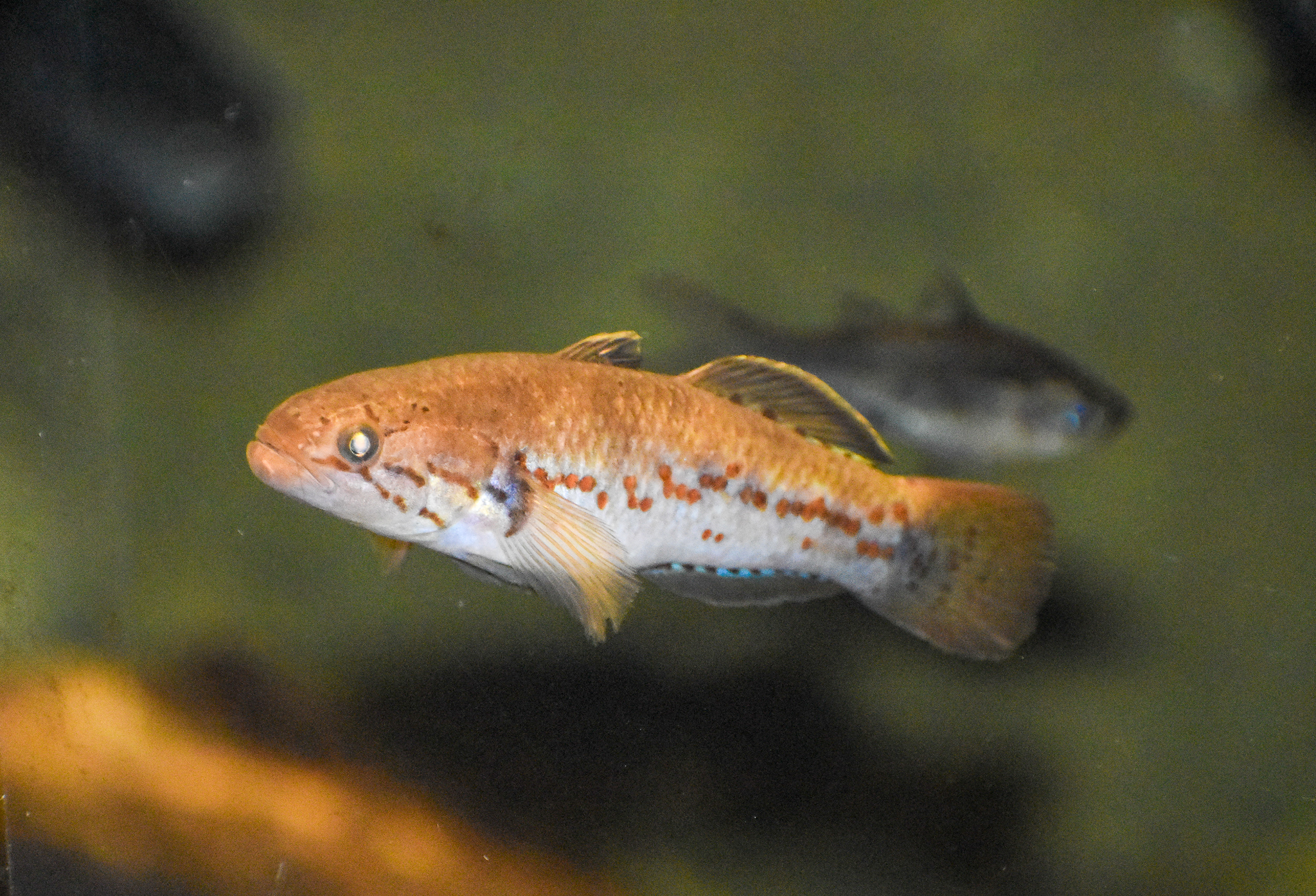 Southern Purple-spotted Gudgeon