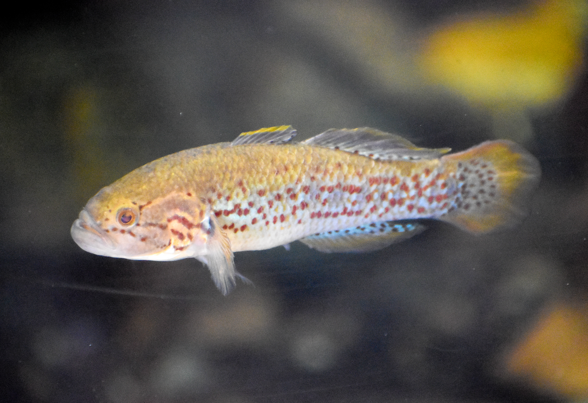 Southern Purple-spotted Gudgeon