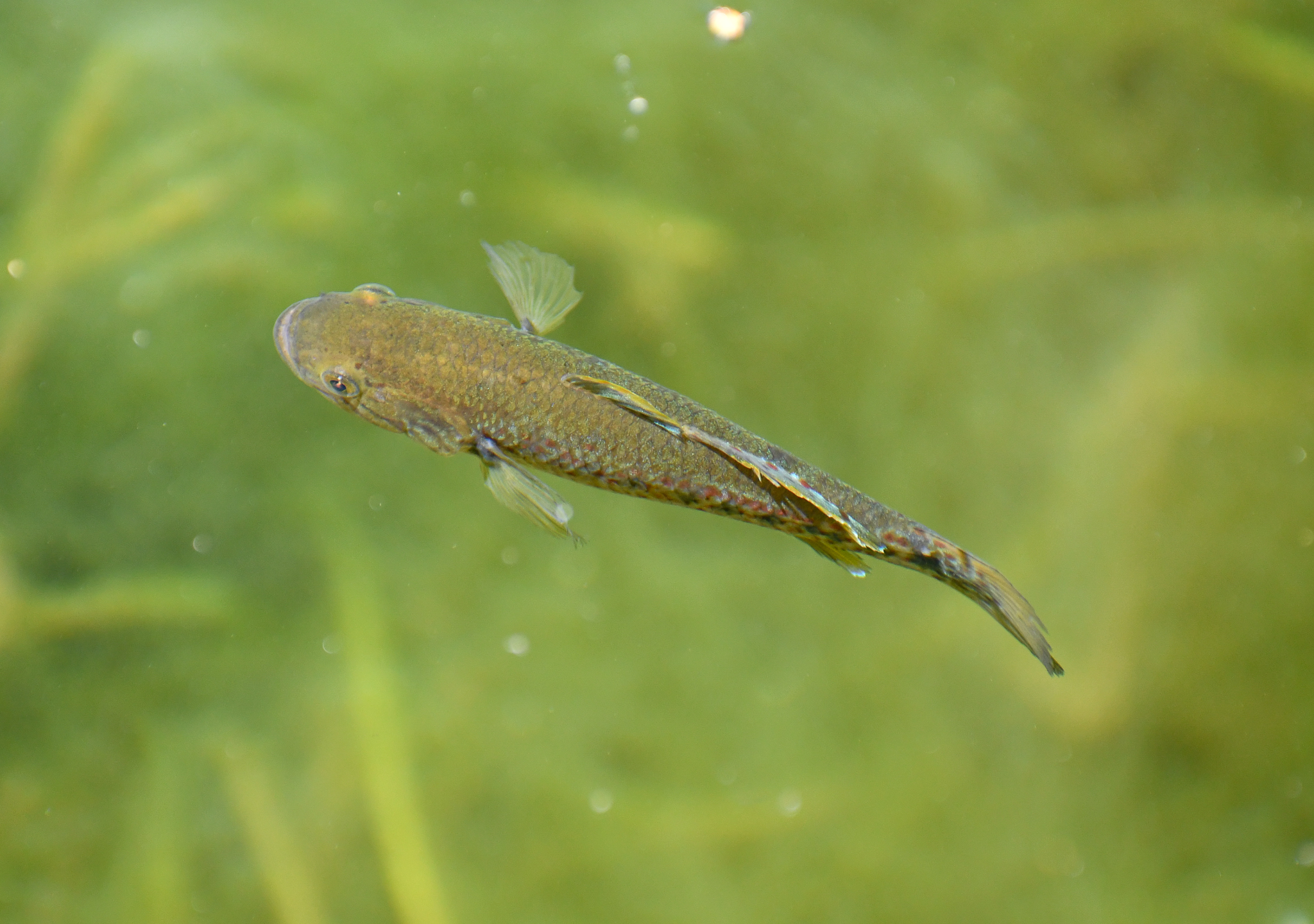 Southern Purple-spotted Gudgeon