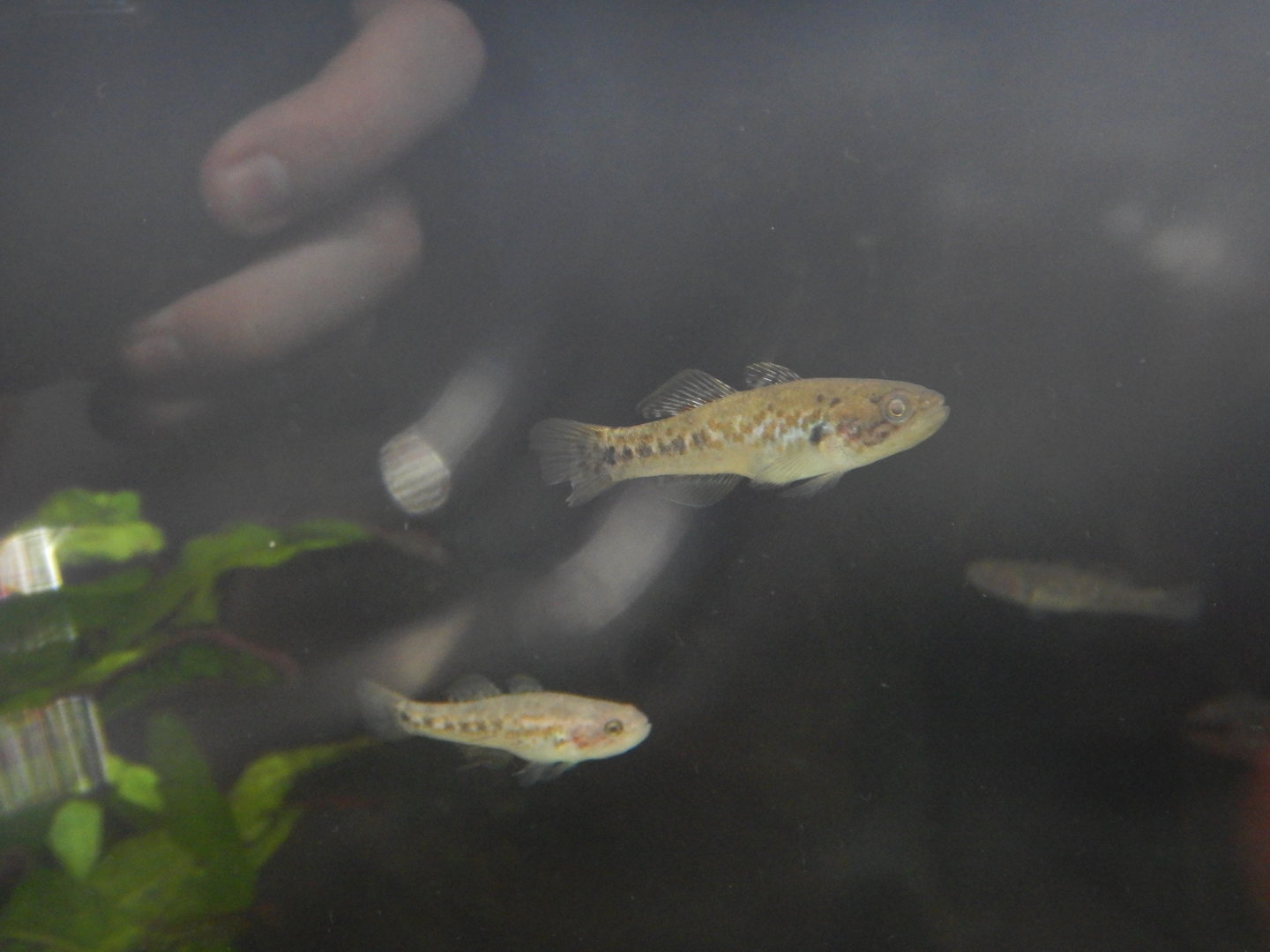 Southern Purplespotted Gudgeon