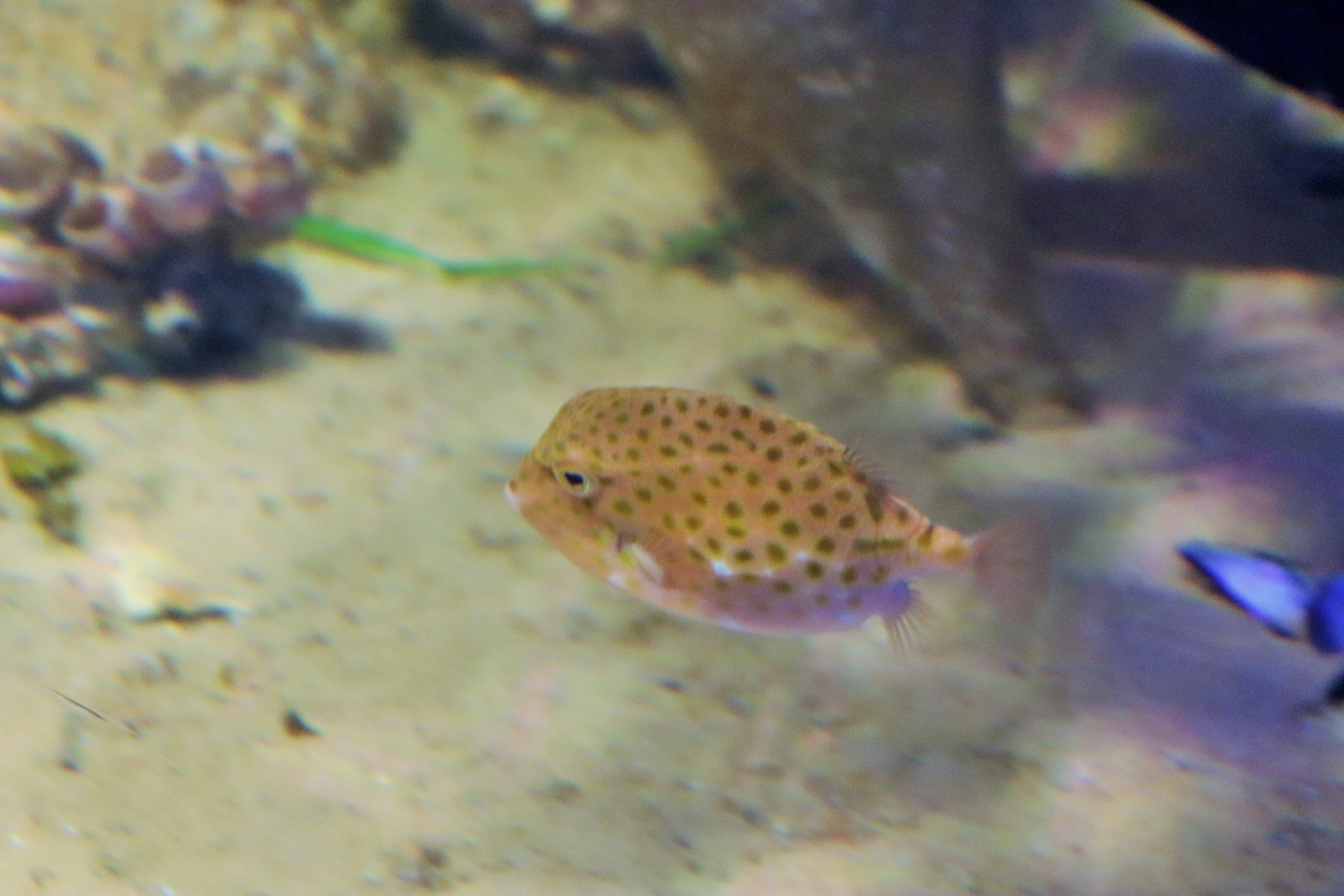 Southern Pygmy Leatherjacket (Brachaluteres jacksonianus)