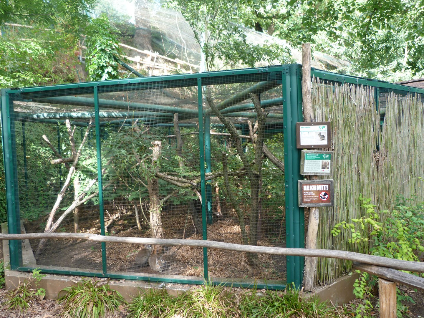 Southern pygmy marmoset and Chacoan mara exhibit -Zoo Plzeň (2025)