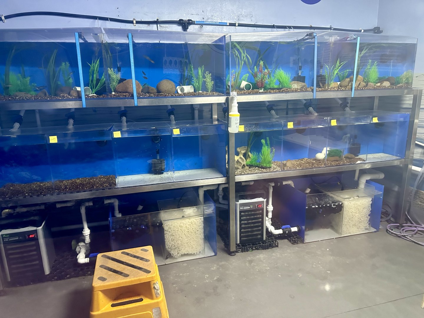 Southern Pygmy Perch Tanks